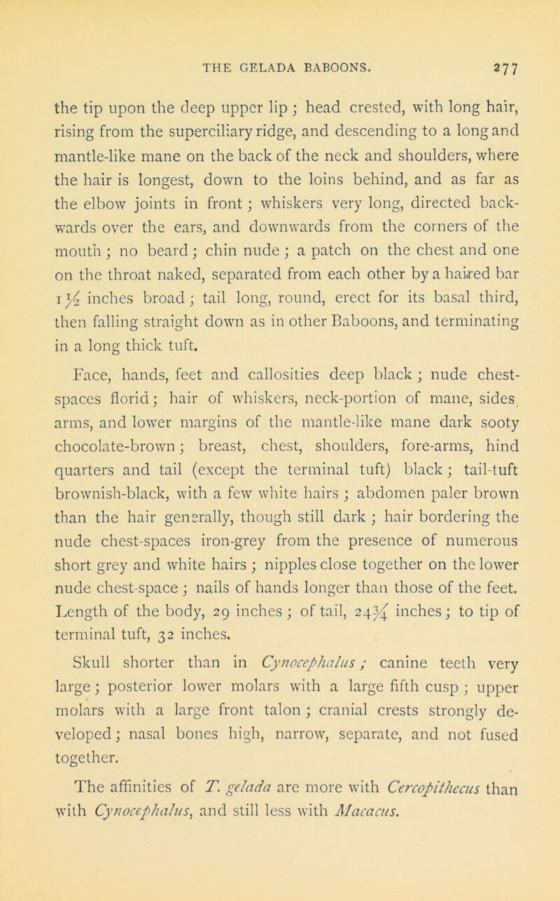 the tip upon the deep upper lip ; head crested, with long hair, rising from the superciliary ridge, and descending to a long and mantle-like mane on the back of the neck and shoulders, where the hair is longest, down to the loins behind, and as far as the elbow joints in front; whiskers very long, directed back- wards over the ears, and downwards from the corners of the mouth ; no beard; chin nude ; a patch on the chest and one on the throat naked, separated from each other by a haired bar 1 y2 inches broad; tail long, round, erect for its basal third, then falling straight down as in other Baboons, and terminating in a long thick tuft. Face, hands, feet and callosities deep black ; nude chest- spaces florid; hair of whiskers, neck-portion of mane, sides arms, and lower margins of the mantle-like mane dark sooty chocolate-brown; breast, chest, shoulders, fore-arms, hind quarters and tail (except the terminal tuft) black; tail-tuft brownish-black, with a few white hairs ; abdomen paler brown than the hair generally, though still dark ; hair bordering the nude chest-spaces iron-grey from the presence of numerous short grey and white hairs ; nipples close together on the lower nude chest-space ; nails of hands longer than those of the feet. Length of the body, 29 inches ; of tail, 24^ inches; to tip of terminal tuft, 32 inches. Skull shorter than in Cynocephalus; canine teeth very large; posterior lower molars with a large fifth cusp ; upper molars with a large front talon ; cranial crests strongly de- veloped ; nasal bones high, narrow, separate, and not fused together. The affinities of T. gelada are more with Cercopithecus than with Cynocephalus, and still less with Macacus.