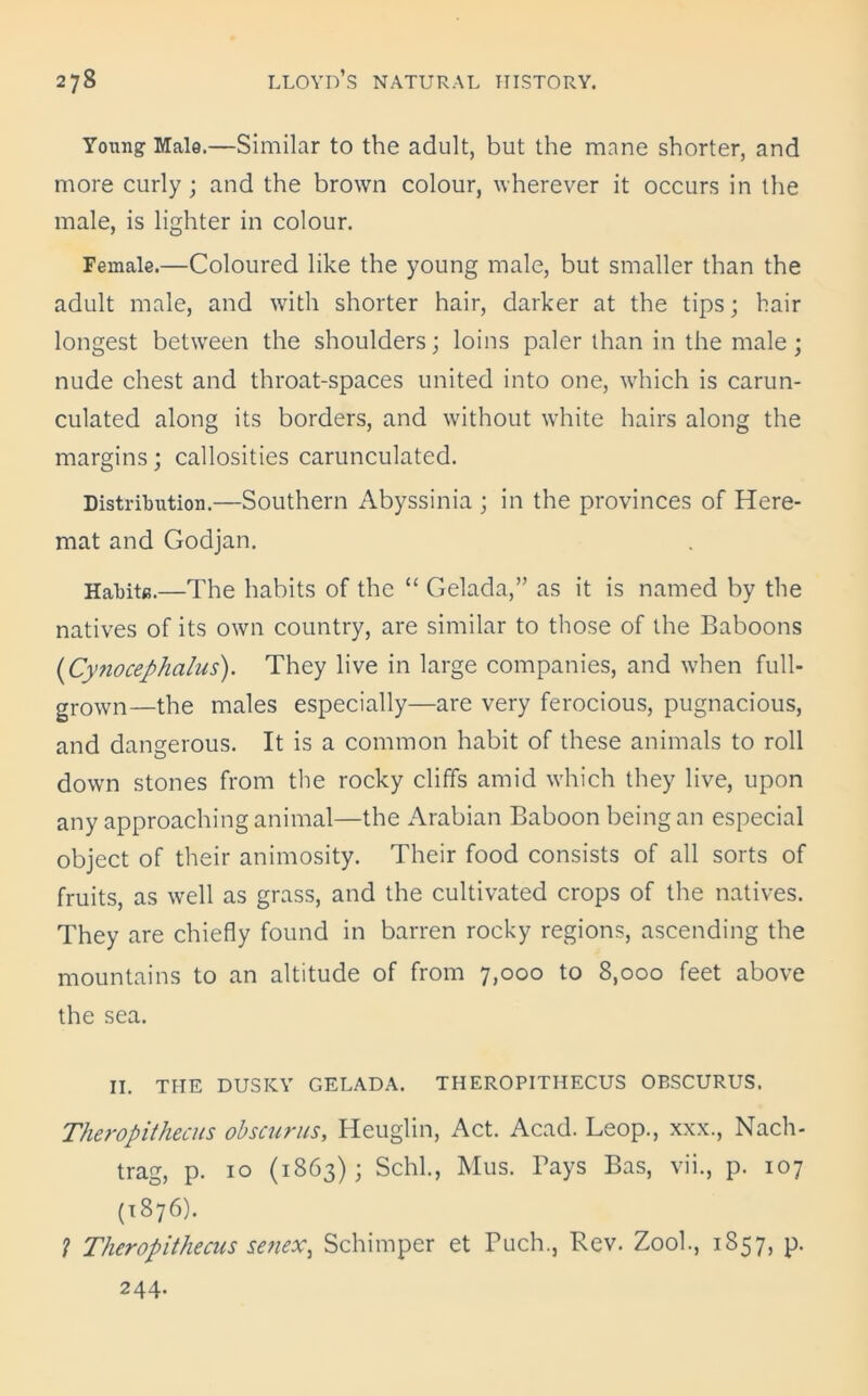 Young Male.—Similar to the adult, but the mane shorter, and more curly ; and the brown colour, wherever it occurs in the male, is lighter in colour. Female.—Coloured like the young male, but smaller than the adult male, and with shorter hair, darker at the tips; hair longest between the shoulders; loins paler than in the male; nude chest and throat-spaces united into one, which is carun- culated along its borders, and without white hairs along the margins; callosities carunculated. Distribution.—Southern Abyssinia ; in the provinces of Here- mat and Godjan. Habits.—The habits of the “ Gelada,” as it is named by the natives of its own country, are similar to those of the Baboons (Cynocephalus). They live in large companies, and when full- grown—the males especially—are very ferocious, pugnacious, and dangerous. It is a common habit of these animals to roll down stones from the rocky cliffs amid which they live, upon any approaching animal—the Arabian Baboon being an especial object of their animosity. Their food consists of all sorts of fruits, as well as grass, and the cultivated crops of the natives. They are chiefly found in barren rocky regions, ascending the mountains to an altitude of from 7,000 to 8,000 feet above the sea. II. THE DUSKY GELADA. THEROPITHECUS OBSCURUS. Theropithecus obscurus, Heuglin, Act. Acad. Leop., xxx., Nach- trag, p. 10 (1863); Schl., Mus. Bays Bas, vii., p. 107 (1876). ? Theropithecus se?iex, Schimper et Fuch., Rev. Zook, 1857, p. 244*