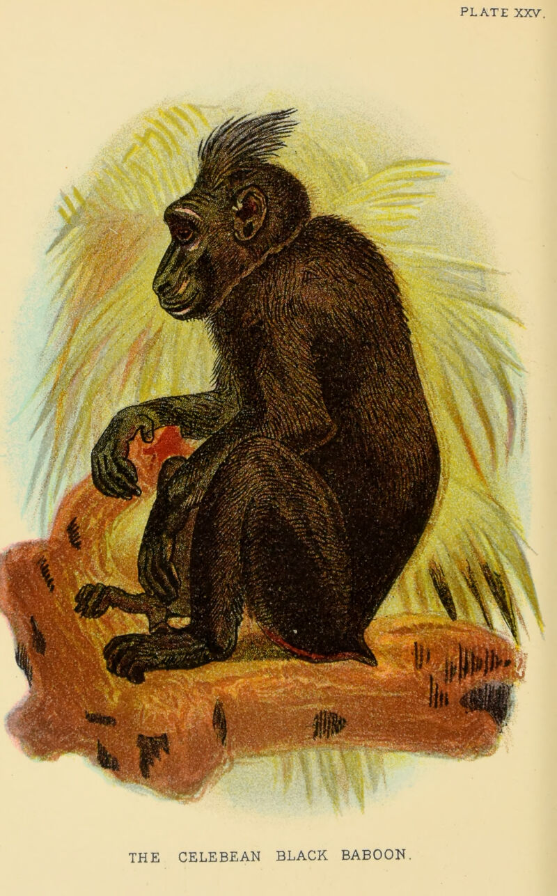 PLATE XXV THE CELEBEAN BLACK BABOON