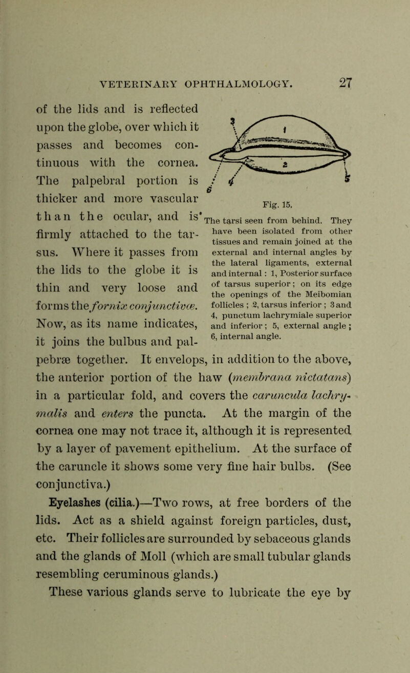 Fig. 15. The tarsi seen from behind. They have been isolated from other tissues and remain joined at the external and internal angles by the lateral ligaments, external and internal: 1, Posterior surface of tarsus superior; on its edge the openings of the Meibomian follicles ; 2, tarsus inferior ; 3 and 4, punctum lachrymiale superior and inferior ; 5, external angle ; 6, internal angle. of the lids and is reflected upon the globe, over which it passes and becomes con- tinuous with the cornea. The palpebral portion is thicker and more vascular than the ocular, and is* flrmly attached to the tar- sus. Where it passes from the lids to the globe it is thin and very loose and forms the fornix conjunctive#. Now, as its name indicates, it joins the bullous and pal- pebrse together. It envelops, in addition to the above, the anterior portion of the haw (membrana nictatans) in a particular fold, and covers the caruncula lachry- malts and enters the puncta. At the margin of the cornea one may not trace it, although it is represented by a layer of pavement epithelium. At the surface of the caruncle it shows some very fine hair bulbs. (See conjunctiva.) Eyelashes (cilia.)—Two rows, at free borders of the lids. Act as a shield against foreign particles, dust, etc. Their follicles are surrounded by sebaceous glands and the glands of Moll (which are small tubular glands resembling ceruminous glands.) These various glands serve to lubricate the eye by