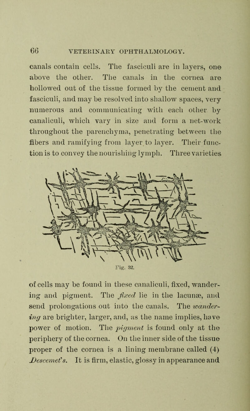canals contain cells. The fasciculi are in layers, on© above the other. The canals in the cornea are hollowed out of the tissue formed by the cement and fasciculi, and may be resolved into shallow spaces, very numerous and communicating with each other, by canaliculi, which vary in size and form a net-work throughout the parenchyma, penetrating between the fibers and ramifying from layer to layer. Their func- tion is to convey the nourishing lymph. Three varieties. Fig. 32. of cells may be found in these canaliculi, fixed, wander- ing and pigment. The fixed lie in the lacunae, and send prolongations out into the canals. The wander- ing are brighter, larger, and, as the name implies, have power of motion. The pigment is found only at the periphery of the cornea. On the inner side of the tissue proper of the cornea is a lining membrane called (4) Descemet's. It is firm, elastic, glossy in appearance and