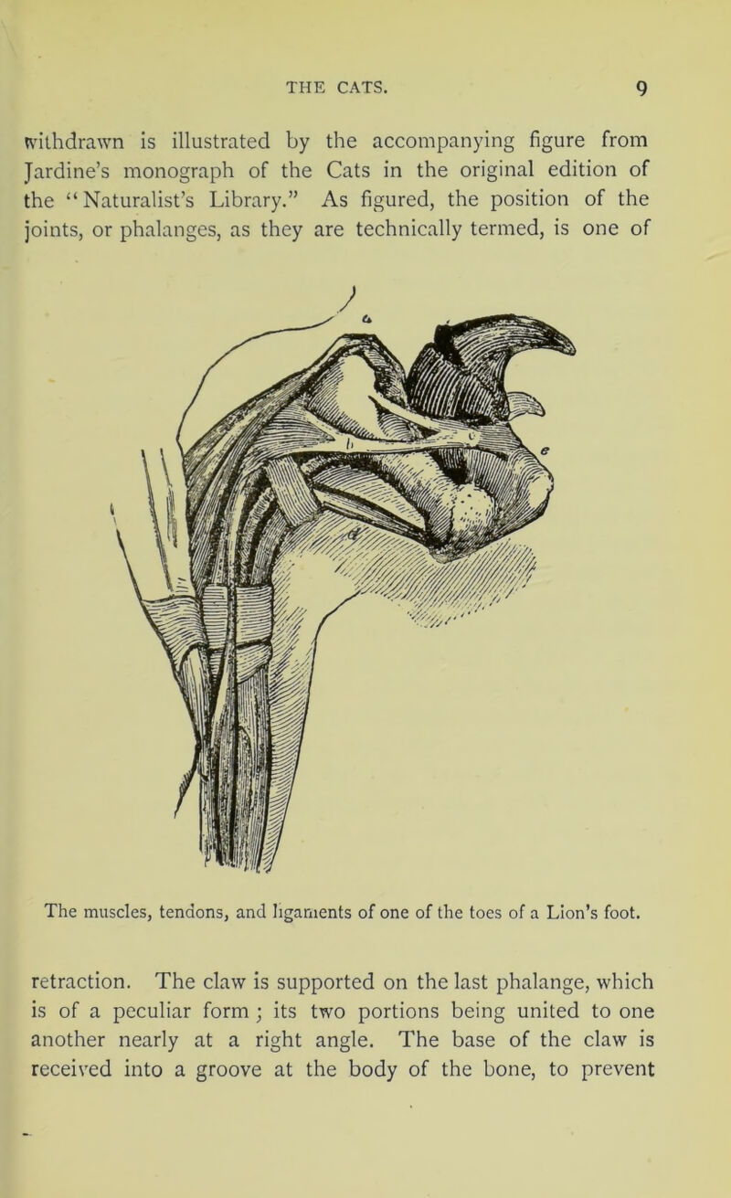 withdrawn is illustrated by the accompanying figure from Jardine’s monograph of the Cats in the original edition of the “Naturalist’s Library.” As figured, the position of the joints, or phalanges, as they are technically termed, is one of The muscles, tendons, and ligaments of one of the toes of a Lion’s foot. retraction. The claw is supported on the last phalange, which is of a peculiar form ; its two portions being united to one another nearly at a right angle. The base of the claw is received into a groove at the body of the bone, to prevent