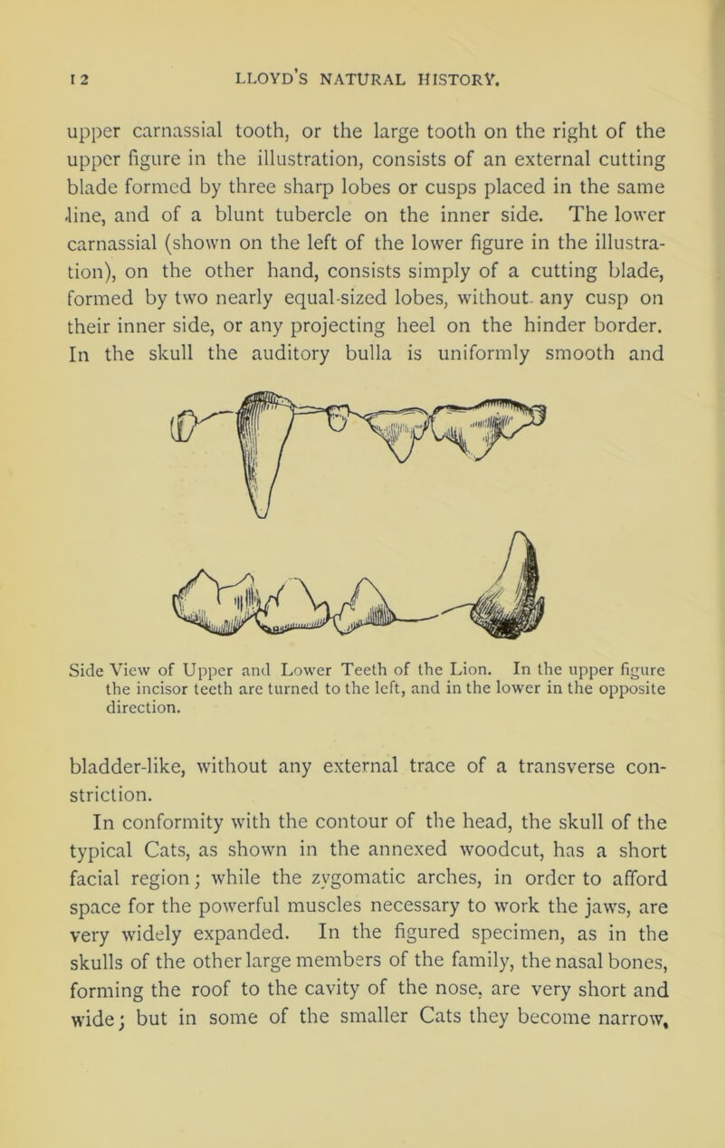 upper carnassial tooth, or the large tooth on the right of the upper figure in the illustration, consists of an external cutting blade formed by three sharp lobes or cusps placed in the same -line, and of a blunt tubercle on the inner side. The lower carnassial (shown on the left of the lower figure in the illustra- tion), on the other hand, consists simply of a cutting blade, formed by two nearly equal sized lobes, without any cusp on their inner side, or any projecting heel on the hinder border. In the skull the auditory bulla is uniformly smooth and Side View of Upper and Lower Teeth of the Lion. In the upper figure the incisor teeth are turned to the left, and in the lower in the opposite direction. bladder-like, without any external trace of a transverse con- striction. In conformity with the contour of the head, the skull of the typical Cats, as shown in the annexed woodcut, has a short facial region; while the zygomatic arches, in order to afford space for the powerful muscles necessary to work the jaws, are very widely expanded. In the figured specimen, as in the skulls of the other large members of the family, the nasal bones, forming the roof to the cavity of the nose, are very short and wide; but in some of the smaller Cats they become narrow.