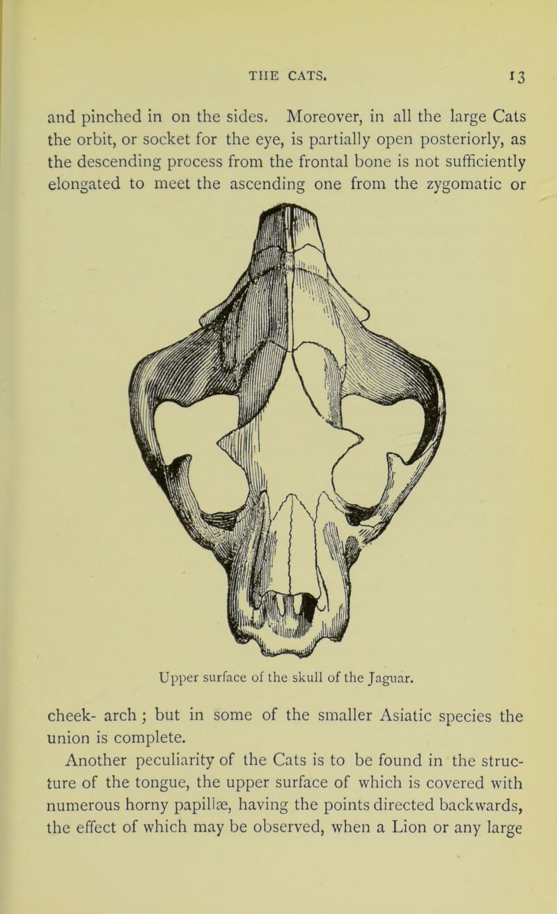 and pinched in on the sides. Moreover, in all the large Cats the orbit, or socket for the eye, is partially open posteriorly, as the descending process from the frontal bone is not sufficiently elongated to meet the ascending one from the zygomatic or cheek- arch ; but in some of the smaller Asiatic species the union is complete. Another peculiarity of the Cats is to be found in the struc- ture of the tongue, the upper surface of which is covered with numerous horny papilise, having the points directed backwards, the effect of which may be observed, when a Lion or any large