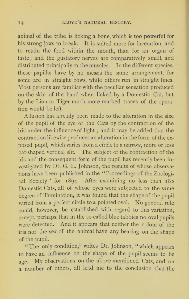 animal of the tribe is licking a bone, which is too powerful for his strong jaws to break. It is suited more for laceration, and to retain the food within the mouth, than for an organ of taste; and the gustatory nerves are comparatively small, and distributed principally to the muscles. In the different species, these papillae have by no means the same arrangement, for some are in straight rows, while others run in straight lines. Most persons are familiar with the peculiar sensation produced on the skin of the hand when licked by a Domestic Cat, but by the Lion or Tiger much more marked traces of the opera- tion would be left. Allusion has already been made to the alteration in the size of the pupil of the eye of the Cats by the contraction of the iris under the influence of light; and it may be added that the contraction likewise produces an alteration in the form of the ex- posed pupil, which varies from a circle to a narrow, more or less oat-shaped vertical slit. The subject of the contraction of the iris and the consequent form of the pupil has recently been in- vestigated by Dr. G. L. Johnson, the results of whose observa- tions have been published in the “Proceedings of the Zoologi- cal Society” for 1894. After examining no less than i8a Domestic Cats, all of whose eyes were subjected to the same degree of illumination, it was found that the shape of the pupil varied from a perfect circle to a pointed oval. No general rule could, however, be established with regard to this variation, except, perhaps, that in the so-called blue tabbies no oval pupils were detected. And it appears that neither the colour of the iris nor the sex of the animal have any bearing on the shape of the pupil. “The only condition,” writes Dr. Johnson, “which appears to have an influence on the shape of the pupil seems to be age. My observations on the above-mentioned Cats, and on a number of others, all lead me to the conclusion that the