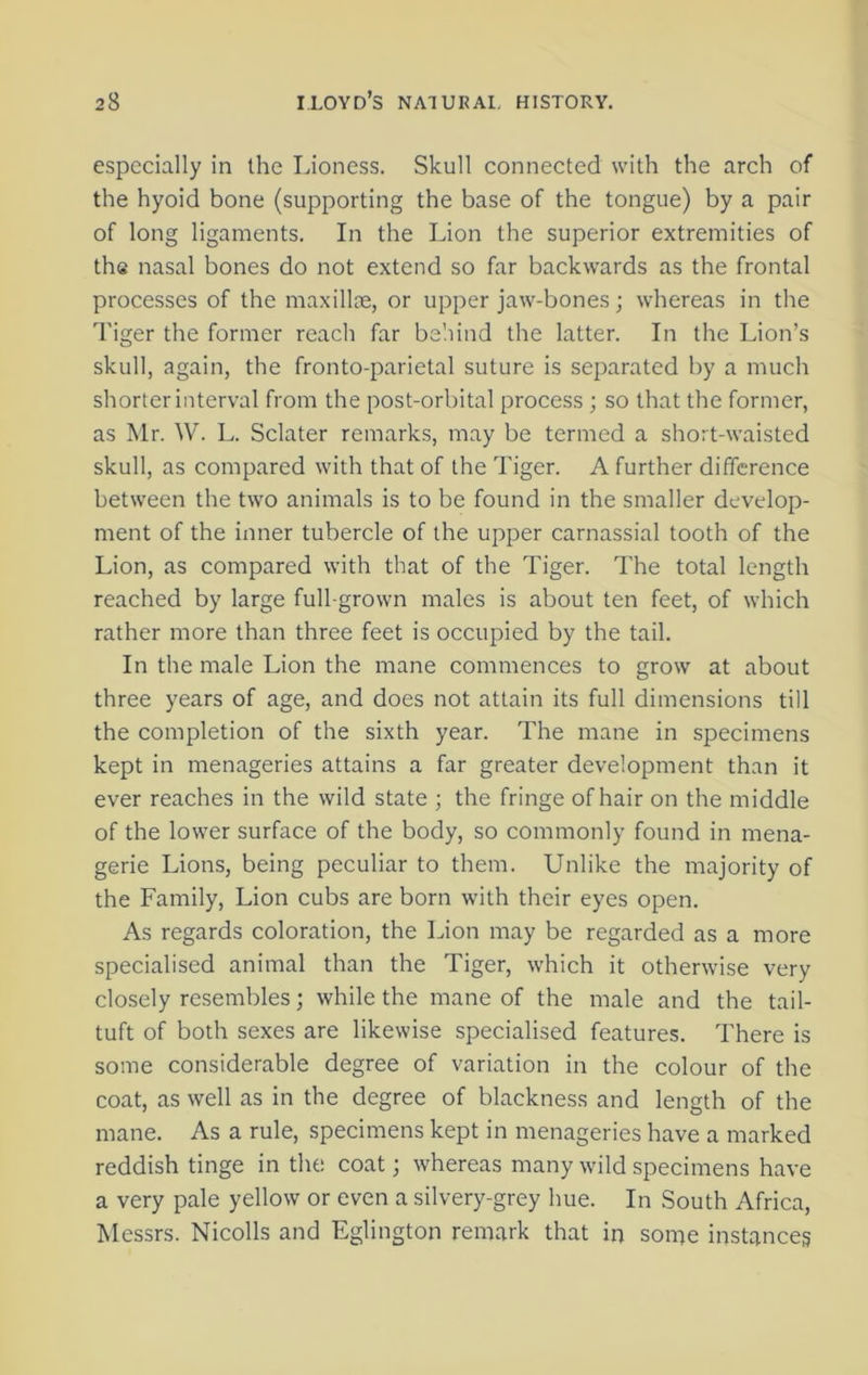 especially in the Lioness. Skull connected with the arch of the hyoid bone (supporting the base of the tongue) by a pair of long ligaments. In the Lion the superior extremities of the nasal bones do not extend so far backwards as the frontal processes of the maxillae, or upper jaw-bones; whereas in the Tiger the former reach far behind the latter. In the Lion’s skull, again, the fronto-parietal suture is separated by a much shorter interval from the post-orbital process ; so that the former, as Mr. W. L. Sclater remarks, may be termed a short-waisted skull, as compared with that of the Tiger. A further difference between the two animals is to be found in the smaller develop- ment of the inner tubercle of the upper carnassial tooth of the Lion, as compared with that of the Tiger. The total length reached by large full-grown males is about ten feet, of which rather more than three feet is occupied by the tail. In the male Lion the mane commences to grow at about three years of age, and does not attain its full dimensions till the completion of the sixth year. The mane in specimens kept in menageries attains a far greater development than it ever reaches in the wild state ; the fringe of hair on the middle of the lower surface of the body, so commonly found in mena- gerie Lions, being peculiar to them. Unlike the majority of the Family, Lion cubs are born with their eyes open. As regards coloration, the Lion may be regarded as a more specialised animal than the Tiger, which it otherwise very closely resembles; while the mane of the male and the tail- tuft of both sexes are likewise specialised features. There is some considerable degree of variation in the colour of the coat, as well as in the degree of blackness and length of the mane. As a rule, specimens kept in menageries have a marked reddish tinge in the coat; whereas many wild specimens have a very pale yellow or even a silvery-grey hue. In South Africa, Messrs. Nicolls and Eglington remark that in some instances