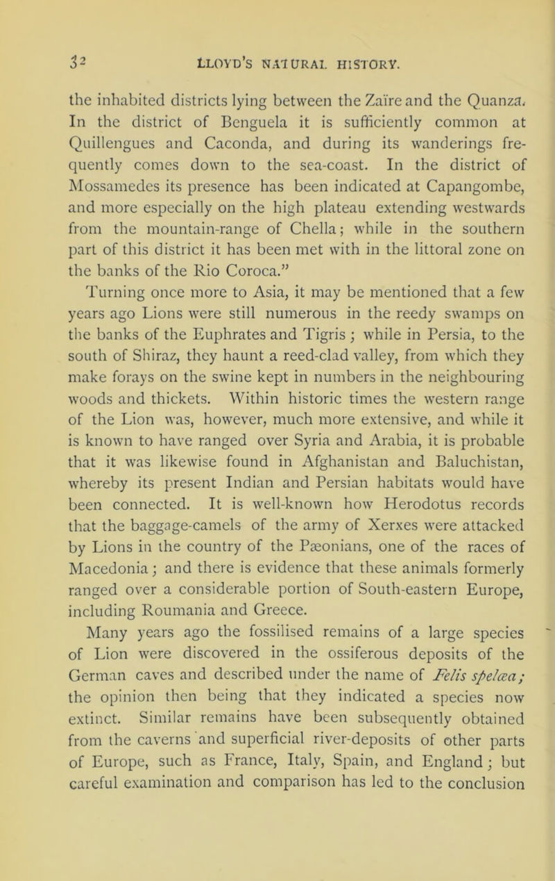 the inhabited districts lying between the Zaire and the Quanza. In the district of Benguela it is sufficiently common at Quillengues and Caconda, and during its wanderings fre- quently comes down to the sea-coast. In the district of Mossamedes its presence has been indicated at Capangombe, and more especially on the high plateau extending westwards from the mountain-range of Chella; while in the southern part of this district it has been met with in the littoral zone on the banks of the Rio Coroca.” Turning once more to Asia, it may be mentioned that a few years ago Lions were still numerous in the reedy swamps on the banks of the Euphrates and Tigris ; while in Persia, to the south of Shiraz, they haunt a reed-clad valley, from which they make forays on the swine kept in numbers in the neighbouring woods and thickets. Within historic times the western range of the Lion was, however, much more extensive, and while it is known to have ranged over Syria and Arabia, it is probable that it was likewise found in Afghanistan and Baluchistan, whereby its present Indian and Persian habitats would have been connected. It is well-known how Herodotus records that the baggage-camels of the army of Xerxes were attacked by Lions in the country of the Paeonians, one of the races of Macedonia; and there is evidence that these animals formerly ranged over a considerable portion of South-eastern Europe, including Roumania and Greece. Many years ago the fossilised remains of a large species of Lion were discovered in the ossiferous deposits of the German caves and described under the name of Felis spelaa; the opinion then being that they indicated a species now extinct. Similar remains have been subsequently obtained from the caverns and superficial river-deposits of other parts of Europe, such as France, Italy, Spain, and England; but careful examination and comparison has led to the conclusion