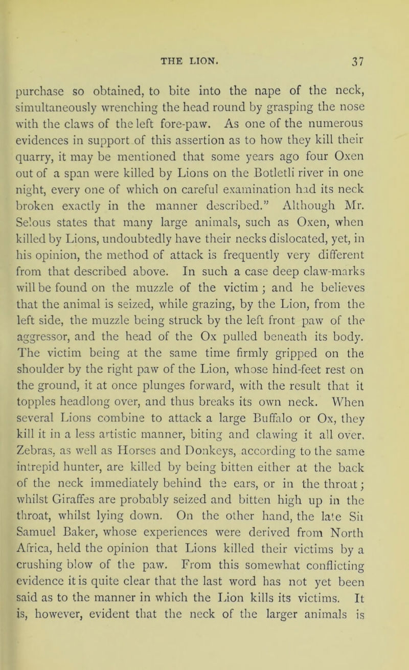 purchase so obtained, to bite into the nape of the neck, simultaneously wrenching the head round by grasping the nose with the claws of the left fore-paw. As one of the numerous evidences in support of this assertion as to how they kill their quarry, it may be mentioned that some years ago four Oxen out of a span were killed by Lions on the Botletli river in one night, every one of which on careful examination had its neck broken exactly in the manner described.” Although Mr. Selous states that many large animals, such as Oxen, when killed by Lions, undoubtedly have their necks dislocated, yet, in his opinion, the method of attack is frequently very different from that described above. In such a case deep claw-marks will be found on the muzzle of the victim ; and he believes that the animal is seized, while grazing, by the Lion, from the left side, the muzzle being struck by the left front paw of the aggressor, and the head of the Ox pulled beneath its body. The victim being at the same time firmly gripped on the shoulder by the right paw of the Lion, whose hind-feet rest on the ground, it at once plunges forward, with the result that it topples headlong over, and thus breaks its own neck. When several Lions combine to attack a large Buffalo or Ox, they kill it in a less artistic manner, biting and clawing it all over, Zebras, as well as Horses and Donkeys, according to the same intrepid hunter, are killed by being bitten either at the back of the neck immediately behind the ears, or in the throat; whilst Giraffes are probably seized and bitten high up in the throat, whilst lying down. On the other hand, the late Sii Samuel Baker, whose experiences were derived from North Africa, held the opinion that Lions killed their victims by a crushing blow of the paw. From this somewhat conflicting evidence it is quite clear that the last word has not yet been said as to the manner in which the Lion kills its victims. It is, however, evident that the neck of the larger animals is