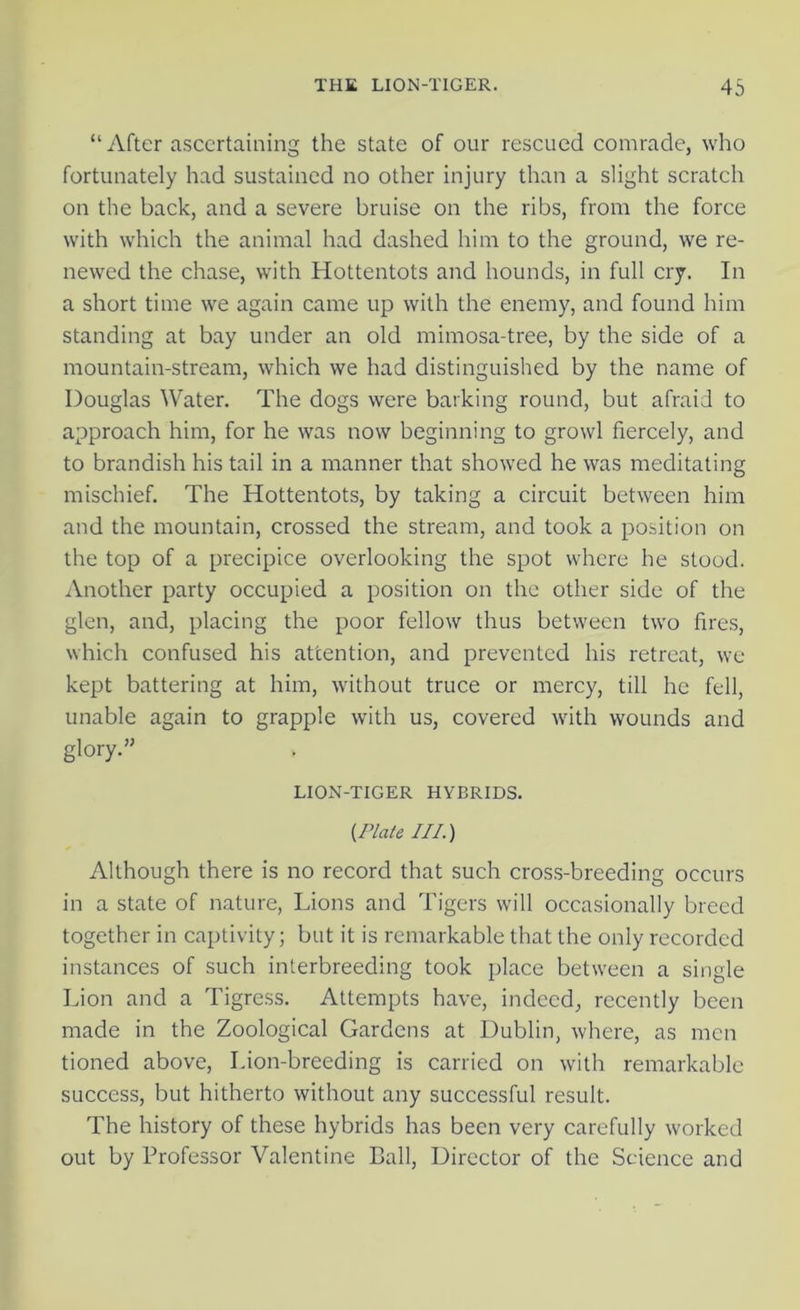 “After ascertaining the state of our rescued comrade, who fortunately had sustained no other injury than a slight scratch on the back, and a severe bruise on the ribs, from the force with which the animal had dashed him to the ground, we re- newed the chase, with Hottentots and hounds, in full cry. In a short time we again came up with the enemy, and found him standing at bay under an old mimosa-tree, by the side of a mountain-stream, which we had distinguished by the name of Douglas Water. The dogs were barking round, but afraid to approach him, for he was now beginning to growl fiercely, and to brandish his tail in a manner that showed he was meditating mischief. The Hottentots, by taking a circuit between him and the mountain, crossed the stream, and took a position on the top of a precipice overlooking the spot where he stood. Another party occupied a position on the other side of the glen, and, placing the poor fellow thus between two fires, which confused his attention, and prevented his retreat, we kept battering at him, without truce or mercy, till he fell, unable again to grapple with us, covered with wounds and glory.” LION-TIGER HYBRIDS. {Plate III.) Although there is no record that such cross-breeding occurs in a state of nature, Lions and Tigers will occasionally breed together in captivity; but it is remarkable that the only recorded instances of such interbreeding took place between a single Lion and a Tigress. Attempts have, indeed, recently been made in the Zoological Gardens at Dublin, where, as men tioned above, Lion-breeding is carried on with remarkable success, but hitherto without any successful result. The history of these hybrids has been very carefully worked out by Professor Valentine Call, Director of the Science and