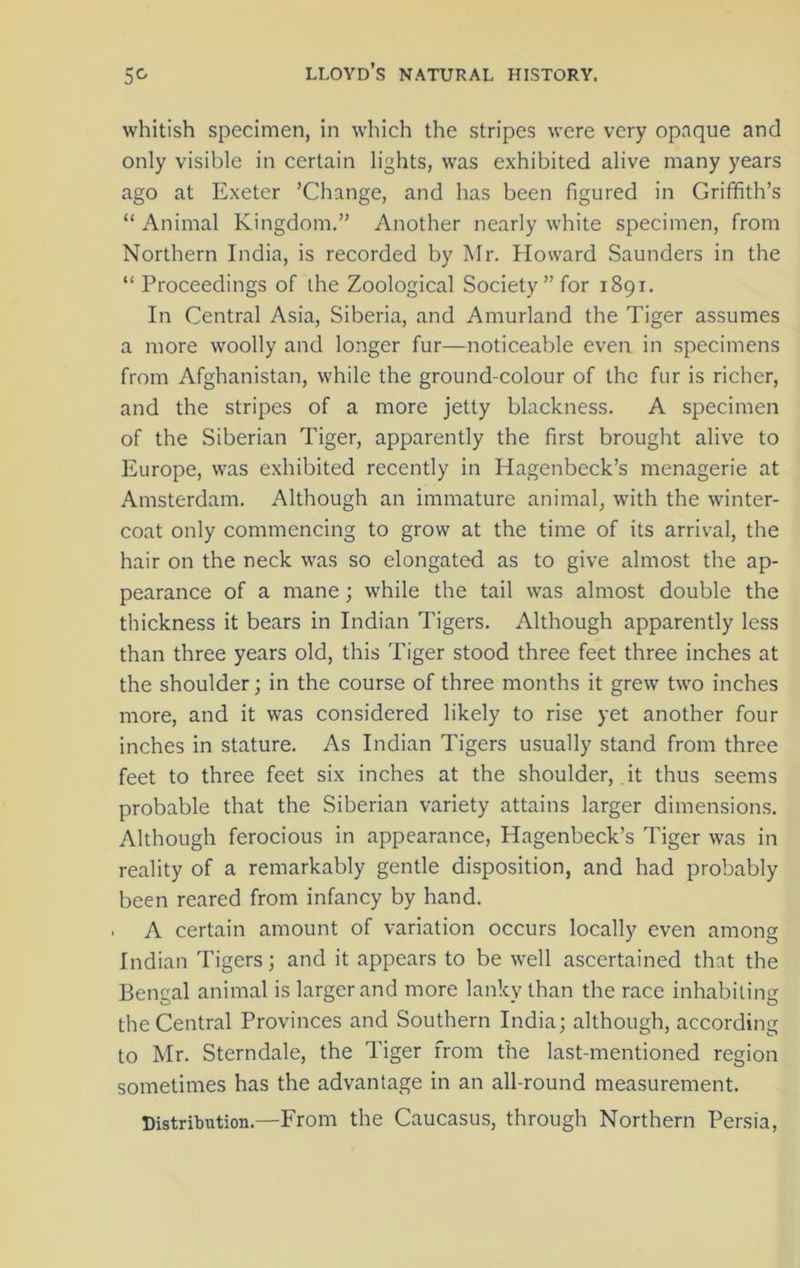 whitish specimen, in which the stripes were very opaque and only visible in certain lights, was exhibited alive many years ago at Exeter ’Change, and has been figured in Griffith’s “Animal Kingdom.” Another nearly white specimen, from Northern India, is recorded by Mr. Howard Saunders in the “Proceedings of the Zoological Society’’for 1891. In Central Asia, Siberia, and Amurland the Tiger assumes a more woolly and longer fur—noticeable even in specimens from Afghanistan, while the ground-colour of the fur is richer, and the stripes of a more jetty blackness. A specimen of the Siberian Tiger, apparently the first brought alive to Europe, was exhibited recently in Hagenbeck’s menagerie at Amsterdam. Although an immature animal, with the winter- coat only commencing to grow at the time of its arrival, the hair on the neck was so elongated as to give almost the ap- pearance of a mane; while the tail was almost double the thickness it bears in Indian Tigers. Although apparently less than three years old, this Tiger stood three feet three inches at the shoulder; in the course of three months it grew two inches more, and it was considered likely to rise yet another four inches in stature. As Indian Tigers usually stand from three feet to three feet six inches at the shoulder, it thus seems probable that the Siberian variety attains larger dimensions. Although ferocious in appearance, Hagenbeck’s Tiger was in reality of a remarkably gentle disposition, and had probably been reared from infancy by hand. A certain amount of variation occurs locally even among Indian Tigers; and it appears to be well ascertained that the Bengal animal is larger and more lanky than the race inhabiting the Central Provinces and Southern India; although, according to Mr. Sterndale, the Tiger from the last-mentioned region sometimes has the advantage in an all-round measurement. Distribution.—From the Caucasus, through Northern Persia,