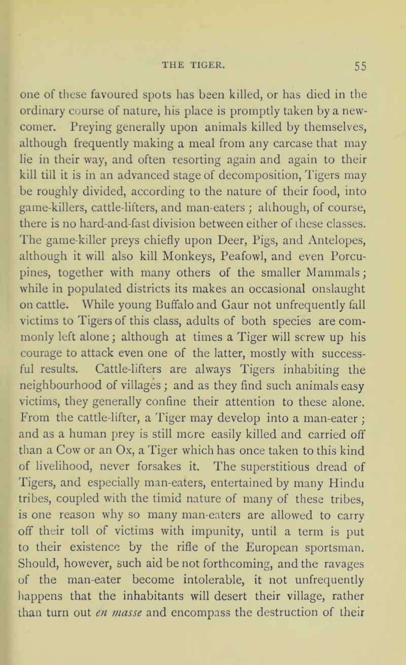 one of these favoured spots has been killed, or has died in the ordinary course of nature, his place is promptly taken by a new- comer. Preying generally upon animals killed by themselves, although frequently making a meal from any carcase that may lie in their way, and often resorting again and again to their kill till it is in an advanced stage of decomposition, Tigers may be roughly divided, according to the nature of their food, into game-killers, cattle-lifters, and man-eaters ; although, of course, there is no hard-and-fast division between either of these classes. The game-killer preys chiefly upon Deer, Pigs, and Antelopes, although it will also kill Monkeys, Peafowl, and even Porcu- pines, together with many others of the smaller Mammals; while in populated districts its makes an occasional onslaught on cattle. While young Buffalo and Gaur not unfrequently fall victims to Tigers of this class, adults of both species are com- monly left alone; although at times a Tiger will screw up his courage to attack even one of the latter, mostly with success- ful results. Cattle-lifters are always Tigers inhabiting the neighbourhood of villages; and as they find such animals easy victims, they generally confine their attention to these alone. From the cattle-lifter, a Tiger may develop into a man-eater ; and as a human prey is still more easily killed and carried off than a Cow or an Ox, a Tiger which has once taken to this kind of livelihood, never forsakes it. The superstitious dread of Tigers, and especially man-eaters, entertained by many Hindu tribes, coupled with the timid nature of many of these tribes, is one reason why so many man-eaters are allowed to carry off their toll of victims with impunity, until a term is put to their existence by the rifle of the European sportsman. Should, however, such aid be not forthcoming, and the ravages of the man-eater become intolerable, it not unfrequently happens that the inhabitants will desert their village, rather than turn out en masse and encompass the destruction of their