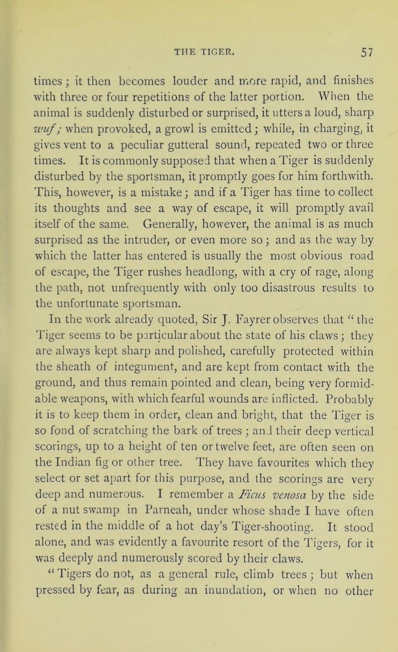 times; it then becomes louder and more rapid, and finishes with three or four repetitions of the latter portion. When the animal is suddenly disturbed or surprised, it utters a loud, sharp wuf; when provoked, a growl is emitted; while, in charging, it gives vent to a peculiar gutteral sound, repeated two or three times. It is commonly supposed that when a Tiger is suddenly disturbed by the sportsman, it promptly goes for him forthwith. This, however, is a mistake; and if a Tiger has time to collect its thoughts and see a way of escape, it will promptly avail itself of the same. Generally, however, the animal is as much surprised as the intruder, or even more so; and as the way by which the latter has entered is usually the most obvious road of escape, the Tiger rushes headlong, with a cry of rage, along the path, not unfrequently with only too disastrous results to the unfortunate sportsman. In the work already quoted, Sir J. Fayrer observes that “ the Tiger seems to be particular about the state of his claws; they are always kept sharp and polished, carefully protected within the sheath of integument, and are kept from contact with the ground, and thus remain pointed and clean, being very formid- able weapons, with which fearful wounds are inflicted. Probably it is to keep them in order, clean and bright, that the Tiger is so fond of scratching the bark of trees ; and their deep vertical scorings, up to a height of ten or twelve feet, are often seen on the Indian fig or other tree. They have favourites which they select or set apart for this purpose, and the scorings are very deep and numerous. I remember a Ficus venosa by the side of a nut swamp in Parneah, under whose shade I have often rested in the middle of a hot day’s Tiger-shooting. It stood alone, and was evidently a favourite resort of the Tigers, for it was deeply and numerously scored by their claws. “Tigers do not, as a general rule, climb trees; but when pressed by fear, as during an inundation, or when no other