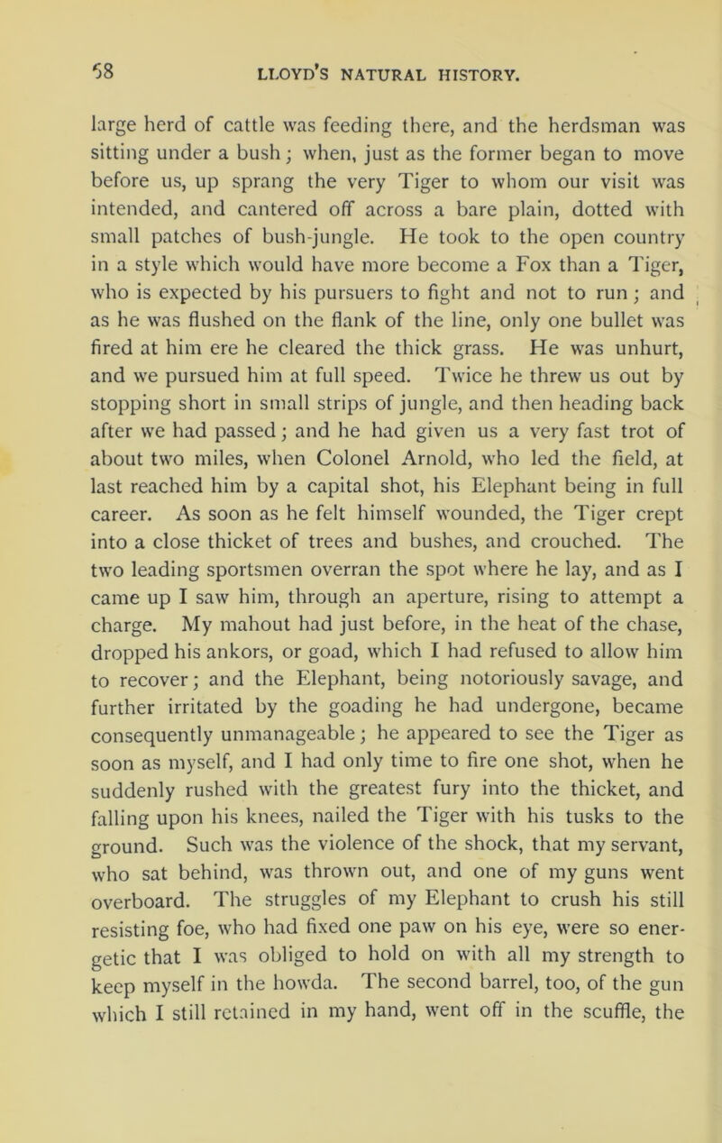 large herd of cattle was feeding there, and the herdsman was sitting under a bush; when, just as the former began to move before us, up sprang the very Tiger to whom our visit was intended, and cantered off across a bare plain, dotted with small patches of bush-jungle. He took to the open country in a style which would have more become a Fox than a Tiger, who is expected by his pursuers to fight and not to run; and as he was flushed on the flank of the line, only one bullet was fired at him ere he cleared the thick grass. He was unhurt, and we pursued him at full speed. Twice he threw us out by stopping short in small strips of jungle, and then heading back after we had passed; and he had given us a very fast trot of about two miles, when Colonel Arnold, who led the field, at last reached him by a capital shot, his Elephant being in full career. As soon as he felt himself wounded, the Tiger crept into a close thicket of trees and bushes, and crouched. The two leading sportsmen overran the spot where he lay, and as I came up I saw him, through an aperture, rising to attempt a charge. My mahout had just before, in the heat of the chase, dropped his ankors, or goad, which I had refused to allow him to recover; and the Elephant, being notoriously savage, and further irritated by the goading he had undergone, became consequently unmanageable; he appeared to see the Tiger as soon as myself, and I had only time to fire one shot, when he suddenly rushed with the greatest fury into the thicket, and falling upon his knees, nailed the Tiger with his tusks to the ground. Such was the violence of the shock, that my servant, who sat behind, was thrown out, and one of my guns went overboard. The struggles of my Elephant to crush his still resisting foe, who had fixed one paw on his eye, were so ener- getic that I was obliged to hold on with all my strength to keep myself in the howda. The second barrel, too, of the gun