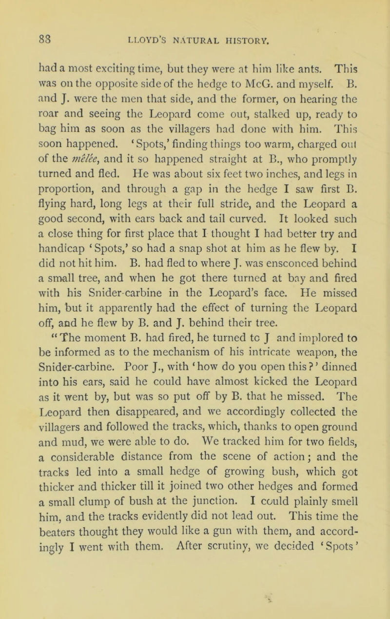 had a most exciting time, but they were at him like ants. This was on the opposite side of the hedge to McG. and myself. B. and J. were the men that side, and the former, on hearing the roar and seeing the Leopard come out, stalked up, ready to bag him as soon as the villagers had done with him. This soon happened. ‘Spots,’ finding things too warm, charged out of the melie, and it so happened straight at B., who promptly turned and fled. He was about six feet two inches, and legs in proportion, and through a gap in the hedge I saw first B. flying hard, long legs at their full stride, and the Leopard a good second, with ears back and tail curved. It looked such a close thing for first place that I thought I had better try and handicap ‘ Spots,’ so had a snap shot at him as he flew by. I did not hit him. B. had fled to where J. was ensconced behind a small tree, and when he got there turned at bay and fired with his Snider-carbine in the Leopard’s face. He missed him, but it apparently had the effect of turning the Leopard off, and he flew by B. and J. behind their tree. “The moment B. had fired, he turned to J and implored to be informed as to the mechanism of his intricate weapon, the Snider-carbine. Poor J., with ‘how do you open this?’ dinned into his ears, said he could have almost kicked the Leopard as it went by, but was so put off by B. that he missed. The Leopard then disappeared, and we accordingly collected the villagers and followed the tracks, which, thanks to open ground and mud, we were able to do. We tracked him for two fields, a considerable distance from the scene of action; and the tracks led into a small hedge of growing bush, which got thicker and thicker till it joined two other hedges and formed a small clump of bush at the junction. I could plainly smell him, and the tracks evidently did not lead out. This time the beaters thought they would like a gun with them, and accord- ingly I went with them. After scrutiny, we decided ‘Spots’