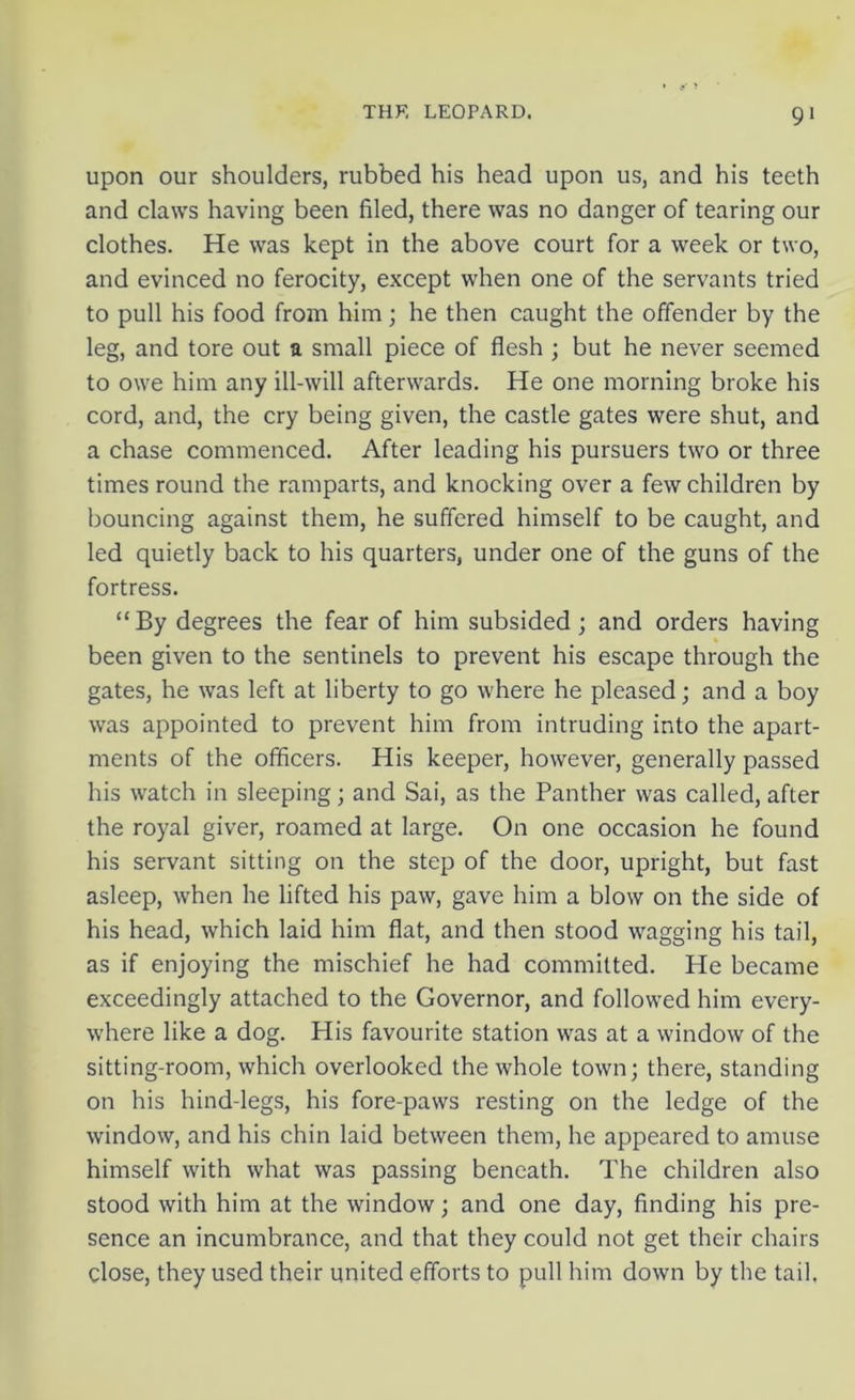 9 1 upon our shoulders, rubbed his head upon us, and his teeth and claws having been filed, there was no danger of tearing our clothes. He was kept in the above court for a week or two, and evinced no ferocity, except when one of the servants tried to pull his food from him; he then caught the offender by the leg, and tore out a small piece of flesh ; but he never seemed to owe him any ill-will afterwards. He one morning broke his cord, and, the cry being given, the castle gates were shut, and a chase commenced. After leading his pursuers two or three times round the ramparts, and knocking over a few children by bouncing against them, he suffered himself to be caught, and led quietly back to his quarters, under one of the guns of the fortress. “ By degrees the fear of him subsided; and orders having been given to the sentinels to prevent his escape through the gates, he was left at liberty to go where he pleased; and a boy was appointed to prevent him from intruding into the apart- ments of the officers. His keeper, however, generally passed his watch in sleeping; and Sai, as the Panther was called, after the royal giver, roamed at large. On one occasion he found his servant sitting on the step of the door, upright, but fast asleep, when he lifted his paw, gave him a blow on the side of his head, which laid him flat, and then stood wagging his tail, as if enjoying the mischief he had committed. He became exceedingly attached to the Governor, and followed him every- where like a dog. His favourite station was at a window of the sitting-room, which overlooked the whole town; there, standing on his hind-legs, his fore-paws resting on the ledge of the window, and his chin laid between them, he appeared to amuse himself with what was passing beneath. The children also stood with him at the window; and one day, finding his pre- sence an incumbrance, and that they could not get their chairs close, they used their united efforts to pull him down by the tail.