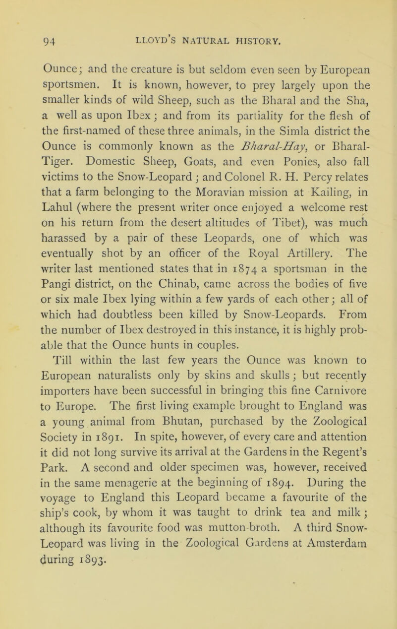 Ounce; and the creature is but seldom even seen by European sportsmen. It is known, however, to prey largely upon the smaller kinds of wild Sheep, such as the Bharal and the Sha, a well as upon Ibex; and from its partiality for the flesh of the first-named of these three animals, in the Simla district the Ounce is commonly known as the Bharal-Hay, or Bharal- Tiger. Domestic Sheep, Goats, and even Ponies, also fall victims to the Snow-Leopard ; and Colonel R. H. Percy relates that a farm belonging to the Moravian mission at Railing, in Lahul (where the present writer once enjoyed a welcome rest on his return from the desert altitudes of Tibet), was much harassed by a pair of these Leopards, one of which was eventually shot by an officer of the Royal Artillery. The writer last mentioned states that in 1874 a sportsman in the Pangi district, on the Chinab, came across the bodies of five or six male Ibex lying within a few yards of each other; all of which had doubtless been killed by Snow-Leopards. From the number of Ibex destroyed in this instance, it is highly prob- able that the Ounce hunts in couples. Till within the last few years the Ounce was known to European naturalists only by skins and skulls; but recently importers have been successful in bringing this fine Carnivore to Europe. The first living example brought to England was a young animal from Bhutan, purchased by the Zoological Society in 1891. In spite, however, of every care and attention it did not long survive its arrival at the Gardens in the Regent’s Park. A second and older specimen was, however, received in the same menagerie at the beginning of 1894. During the voyage to England this Leopard became a favourite of the ship’s cook, by whom it was taught to drink tea and milk ; although its favourite food was mutton-broth. A third Snow- Leopard was living in the Zoological Gardens at Amsterdam during 1893.