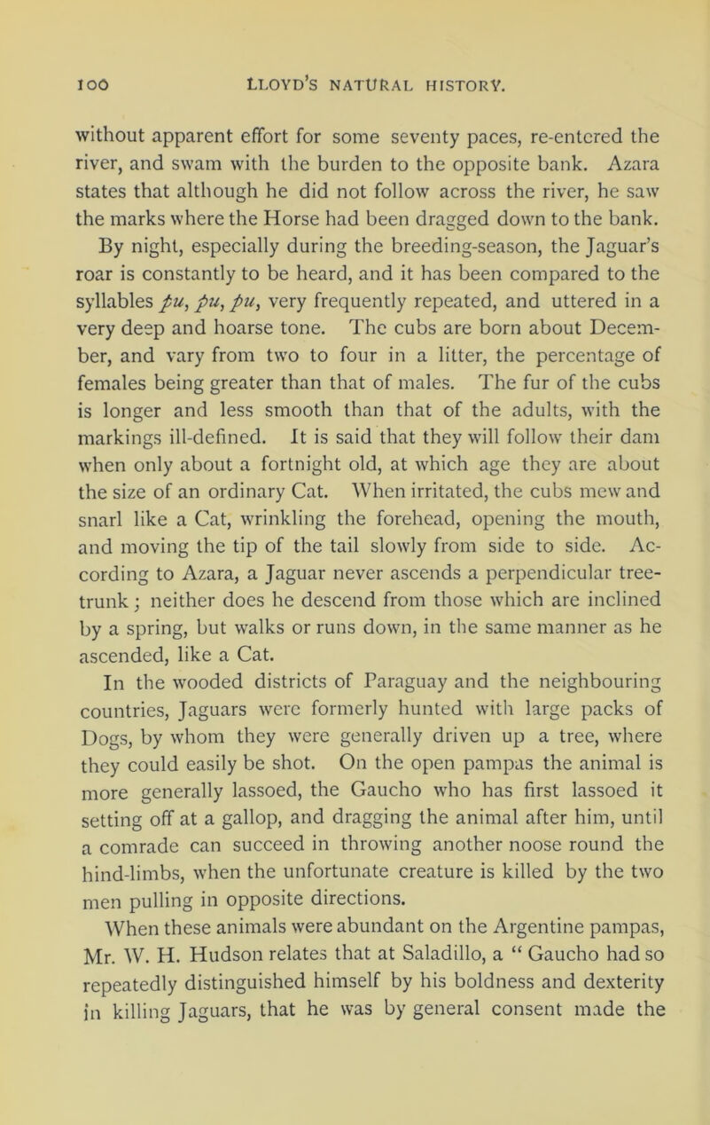 without apparent effort for some seventy paces, re-entered the river, and swam with the burden to the opposite bank. Azara states that although he did not follow across the river, he saw the marks where the Horse had been dragged down to the bank. By night, especially during the breeding-season, the Jaguar’s roar is constantly to be heard, and it has been compared to the syllables pu, pu, pu, very frequently repeated, and uttered in a very deep and hoarse tone. The cubs are born about Decem- ber, and vary from two to four in a litter, the percentage of females being greater than that of males. The fur of the cubs is longer and less smooth than that of the adults, with the markings ill-defined. It is said that they will follow their dam when only about a fortnight old, at which age they are about the size of an ordinary Cat. When irritated, the cubs mew and snarl like a Cat, wrinkling the forehead, opening the mouth, and moving the tip of the tail slowly from side to side. Ac- cording to Azara, a Jaguar never ascends a perpendicular tree- trunk; neither does he descend from those which are inclined by a spring, but walks or runs down, in the same manner as he ascended, like a Cat. In the wooded districts of Paraguay and the neighbouring countries, Jaguars were formerly hunted with large packs of Dogs, by whom they were generally driven up a tree, where they could easily be shot. On the open pampas the animal is more generally lassoed, the Gaucho who has first lassoed it setting off at a gallop, and dragging the animal after him, until a comrade can succeed in throwing another noose round the hind-limbs, when the unfortunate creature is killed by the two men pulling in opposite directions. When these animals were abundant on the Argentine pampas, Mr. W. H. Hudson relates that at Saladillo, a “ Gaucho had so repeatedly distinguished himself by his boldness and dexterity in killing Jaguars, that he was by general consent made the