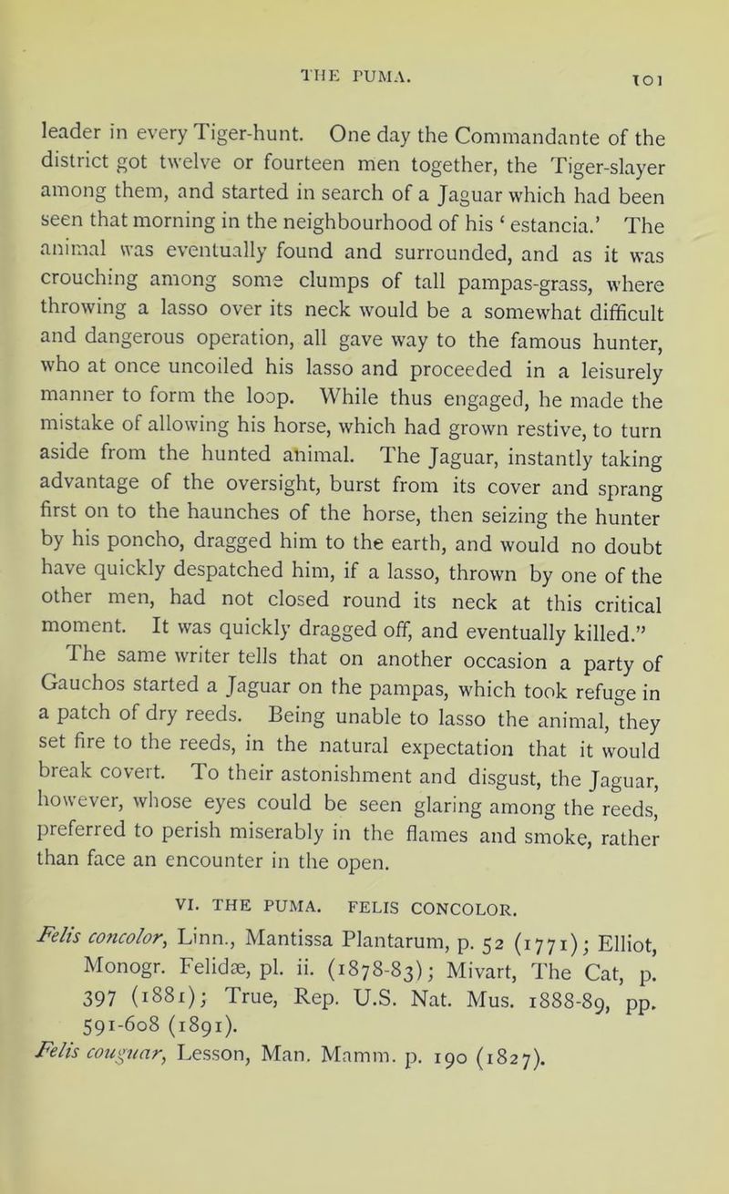 TO] leader in every Tiger-hunt. One day the Commandante of the district got twelve or fourteen men together, the Tiger-slayer among them, and started in search of a Jaguar which had been seen that morning in the neighbourhood of his 4 estancia.’ The animal was eventually found and surrounded, and as it was crouching among some clumps of tall pampas-grass, where throwing a lasso over its neck would be a somewhat difficult and dangerous operation, all gave way to the famous hunter, who at once uncoiled his lasso and proceeded in a leisurely manner to form the loop. While thus engaged, he made the mistake of allowing his horse, which had grown restive, to turn aside from the hunted animal. The Jaguar, instantly taking advantage of the oversight, burst from its cover and sprang first on to the haunches of the horse, then seizing the hunter by his poncho, dragged him to the earth, and would no doubt have quickly despatched him, if a lasso, thrown by one of the other men, had not closed round its neck at this critical moment. It was quickly dragged off, and eventually killed.” The same writer tells that on another occasion a party of Gauchos started a Jaguar on the pampas, which took refuge in a patch of dry reeds. Being unable to lasso the animal, they set fire to the reeds, in the natural expectation that it would break covert. To their astonishment and disgust, the Jaguar, however, whose eyes could be seen glaring among the reeds, preferred to perish miserably in the flames and smoke, rather than face an encounter in the open. VI. THE PUMA. FELIS CONCOLOR. Felis co7icolor, Linn., Mantissa Plantarum, p. 52 (1771); Elliot, Monogr. Felidse, pi. ii. (1878-83); Mivart, The Cat, p! 397 (1881); True, Rep. U.S. Nat. Mus. 1888-89, PP- 591-608 (1891). Felis cououar, Lesson, Man. Mamm. p. 190 (1827).