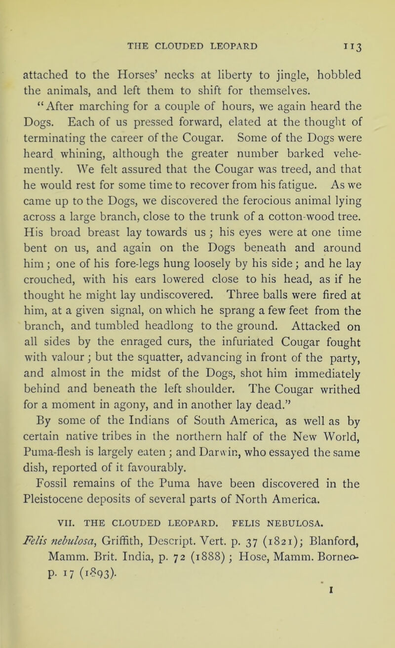 ”3 attached to the Horses’ necks at liberty to jingle, hobbled the animals, and left them to shift for themselves. “After marching for a couple of hours, we again heard the Dogs. Each of us pressed forward, elated at the thought of terminating the career of the Cougar. Some of the Dogs were heard whining, although the greater number barked vehe- mently. We felt assured that the Cougar was treed, and that he would rest for some time to recover from his fatigue. As we came up to the Dogs, we discovered the ferocious animal lying across a large branch, close to the trunk of a cotton-wood tree. His broad breast lay towards us ; his eyes were at one time bent on us, and again on the Dogs beneath and around him ; one of his fore-legs hung loosely by his side ; and he lay crouched, with his ears lowered close to his head, as if he thought he might lay undiscovered. Three balls were fired at him, at a given signal, on which he sprang a few feet from the branch, and tumbled headlong to the ground. Attacked on all sides by the enraged curs, the infuriated Cougar fought with valour; but the squatter, advancing in front of the party, and almost in the midst of the Dogs, shot him immediately behind and beneath the left shoulder. The Cougar writhed for a moment in agony, and in another lay dead.” By some of the Indians of South America, as well as by certain native tribes in the northern half of the New World, Puma-flesh is largely eaten ; and Darwin, who essayed the same dish, reported of it favourably. Fossil remains of the Puma have been discovered in the Pleistocene deposits of several parts of North America. VII. THE CLOUDED LEOPARD. FELIS NEBULOSA. Felis nebulosa, Griffith, Descript. Vert. p. 37 (1821); Blanford, Mamm. Brit. India, p. 72 (1888); Hose, Mamm. Borneo- P- W (i*93)- I