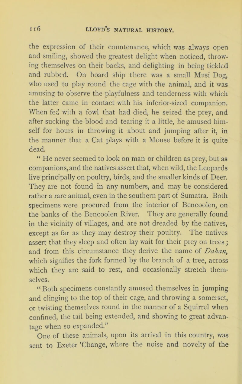 the expression of their countenance, which was always open and smiling, showed the greatest delight when noticed, throw- ing themselves on their backs, and delighting in being tickled and rubbed. On board ship there was a small Musi Dog, who used to play round the cage with the animal, and it was amusing to observe the playfulness and tenderness with which the latter came in contact with his inferior-sized companion. When fed with a fowl that had died, he seized the prey, and after sucking the blood and tearing it a little, he amused him- self for hours in throwing it about and jumping after it, in the manner that a Cat plays with a Mouse before it is quite dead. “ He never seemed to look on man or children as prey, but as companions, and the natives assert that, when wild, the Leopards live principally on poultry, birds, and the smaller kinds of Deer. They are not found in any numbers, and may be considered rather a rare animal, even in the southern part of Sumatra. Both specimens were procured from the interior of Bencoolen, on the banks of the Bencoolen River. They are generally found in the vicinity of villages, and are not dreaded by the natives, except as far as they may destroy their poultry. The natives assert that they sleep and often lay wait for their prey on trees ; and from this circumstance they derive the name of Dahan, which signifies the fork formed by the branch of a tree, across which they are said to rest, and occasionally stretch them- selves. “Both specimens constantly amused themselves in jumping and clinging to the top of their cage, and throwing a somerset, or twisting themselves round in the manner of a Squirrel when confined, the tail being extended, and showing to great advan- tage when so expanded.” One of these animals, upon its arrival in this country, was sent to Exeter ’Change, where the noise and novelty of the