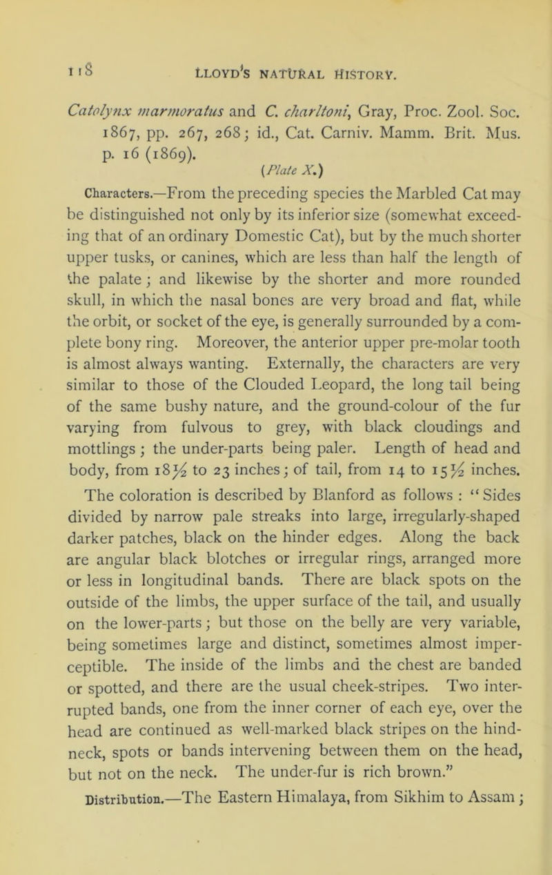 Catolynx marmoratus and C. cliarltoni, Gray, Proc. Zool. Soc. 1867, pp. 267, 268; id., Cat. Carniv. Mamm. Brit. Mus. p. 16 (1869). {Plate X.) Characters.—From the preceding species the Marbled Cat may be distinguished not only by its inferior size (somewhat exceed- ing that of an ordinary Domestic Cat), but by the much shorter upper tusks, or canines, which are less than half the length of the palate ; and likewise by the shorter and more rounded skull, in which the nasal bones are very broad and flat, while the orbit, or socket of the eye, is generally surrounded by a com- plete bony ring. Moreover, the anterior upper pre-molar tooth is almost always wanting. Externally, the characters are very similar to those of the Clouded Leopard, the long tail being of the same bushy nature, and the ground-colour of the fur varying from fulvous to grey, with black cloudings and mottlings ; the under-parts being paler. Length of head and body, from 18^ to 23 inches; of tail, from 14 to 15^ inches. The coloration is described by Blanford as follows : “Sides divided by narrow pale streaks into large, irregularly-shaped darker patches, black on the hinder edges. Along the back are angular black blotches or irregular rings, arranged more or less in longitudinal bands. There are black spots on the outside of the limbs, the upper surface of the tail, and usually on the lower-parts; but those on the belly are very variable, being sometimes large and distinct, sometimes almost imper- ceptible. The inside of the limbs and the chest are banded or spotted, and there are the usual cheek-stripes. Two inter- rupted bands, one from the inner corner of each eye, over the head are continued as well-marked black stripes on the hind- neck, spots or bands intervening between them on the head, but not on the neck. The under-fur is rich brown.” Distribution.—The Eastern Himalaya, from Sikhim to Assam ;