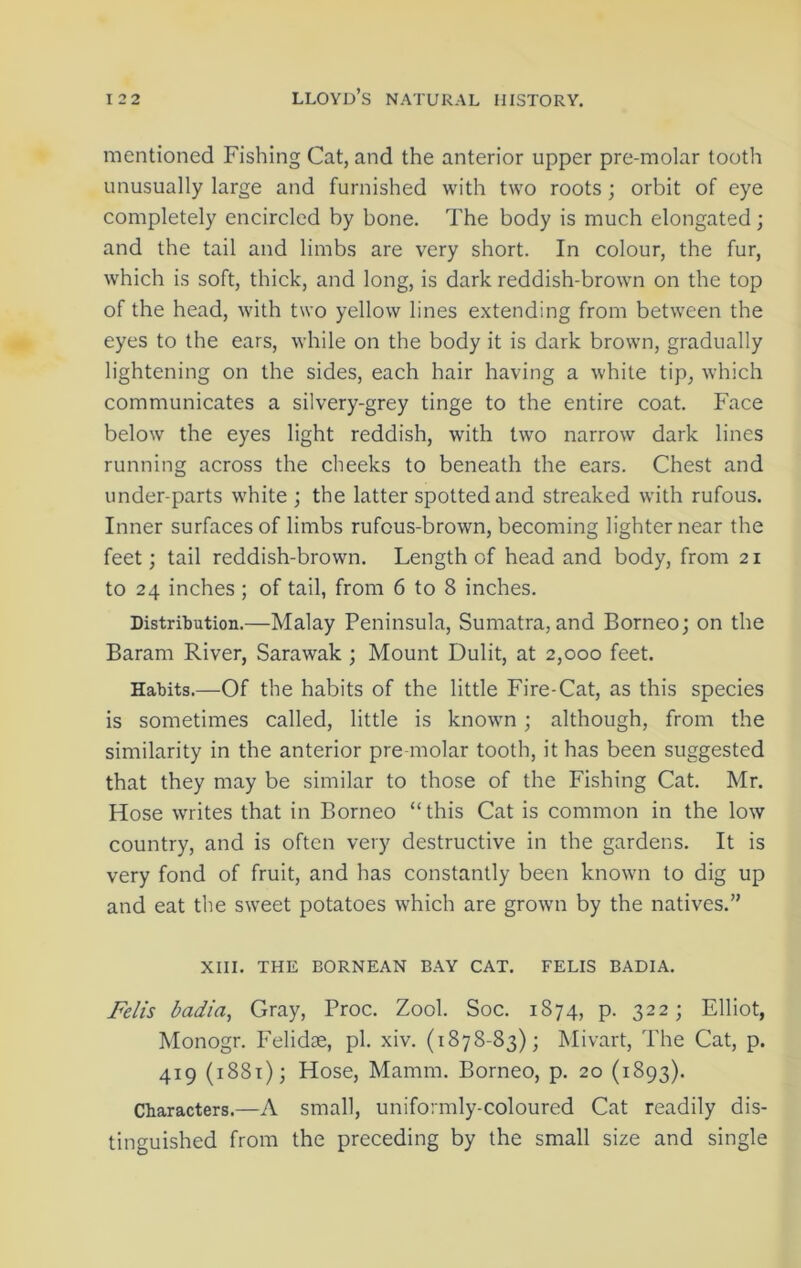 mentioned Fishing Cat, and the anterior upper pre-molar tooth unusually large and furnished with two roots; orbit of eye completely encircled by bone. The body is much elongated; and the tail and limbs are very short. In colour, the fur, which is soft, thick, and long, is dark reddish-brown on the top of the head, with two yellow lines extending from between the eyes to the ears, while on the body it is dark brown, gradually lightening on the sides, each hair having a white tip, which communicates a silvery-grey tinge to the entire coat. Face below the eyes light reddish, with two narrow dark lines running across the cheeks to beneath the ears. Chest and under-parts white ; the latter spotted and streaked with rufous. Inner surfaces of limbs rufous-brown, becoming lighter near the feet; tail reddish-brown. Length of head and body, from 21 to 24 inches ; of tail, from 6 to 8 inches. Distribution.—Malay Peninsula, Sumatra, and Borneo; on the Baram River, Sarawak ; Mount Dulit, at 2,000 feet. Habits.—Of the habits of the little Fire-Cat, as this species is sometimes called, little is known; although, from the similarity in the anterior pre-molar tooth, it has been suggested that they may be similar to those of the Fishing Cat. Mr. Hose writes that in Borneo “this Cat is common in the low country, and is often very destructive in the gardens. It is very fond of fruit, and has constantly been known to dig up and eat the sweet potatoes which are grown by the natives.” XIII. THE BORNEAN BAY CAT. FELIS BADIA. Felis badia, Gray, Proc. Zool. Soc. 1874, p. 322; Elliot, Monogr. Felidae, pi. xiv. (1878-83); Mivart, The Cat, p. 419 (1881); Hose, Mamm. Borneo, p. 20 (1893). Characters.—A small, uniformly-coloured Cat readily dis- tinguished from the preceding by the small size and single