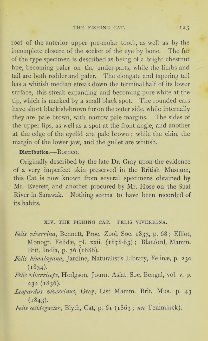 root of the anterior upper pre-molar tooth, as well as by the incomplete closure of the socket of the eye by bone. The fur of the type specimen is described as being of a bright chestnut hue, becoming paler on the under-parts, while the limbs and tail are both redder and paler. The elongate and tapering tail has a whitish median streak down the terminal half of its lower surface, this streak expanding and becoming pure white at the tip, which is marked by a small black spot. The rounded ears have short blackish-brown fur on the outer side, while internally they are pale brown, with narrow pale margins. The sides of the upper lips, as well as a spot at the front angle, and another at the edge of the eyelid are pale brown ; while the chin, the margin of the lower jaw, and the gullet are whitish. Distribution—Borneo. Originally described by the late Dr. Gray upon the evidence of a very imperfect skin preserved in the British Museum, this Cat is now known from several specimens obtained by Mr. Everett, and another procured by Mr. Hose on the Suai River in Sarawak. Nothing seems to have been recorded of its habits. XIV. THE FISHING CAT. FELIS VIVERRINA. Felis viverrina, Bennett, Proc. Zool. Soc. 1833, p. 68; Elliot, Monogr. Felidae, pi. xxii. (1878-83); Blanford, Mamm. Brit. India, p. 76 (1888). Felis himalayana, Jardine, Naturalist’s Library, Felinse, p. 230 (1834). Felis viverriceps, Hodgson, Journ. Asiat. Soc. Bengal, vol. v. p. 232 (1836). Leopcirdus viverrinus, Gray, List Mamm. Brit. Mus. p. 43 (1843). Felis celidogaster, Blyth, Cat, p. 61 (1863; nec Temminck).