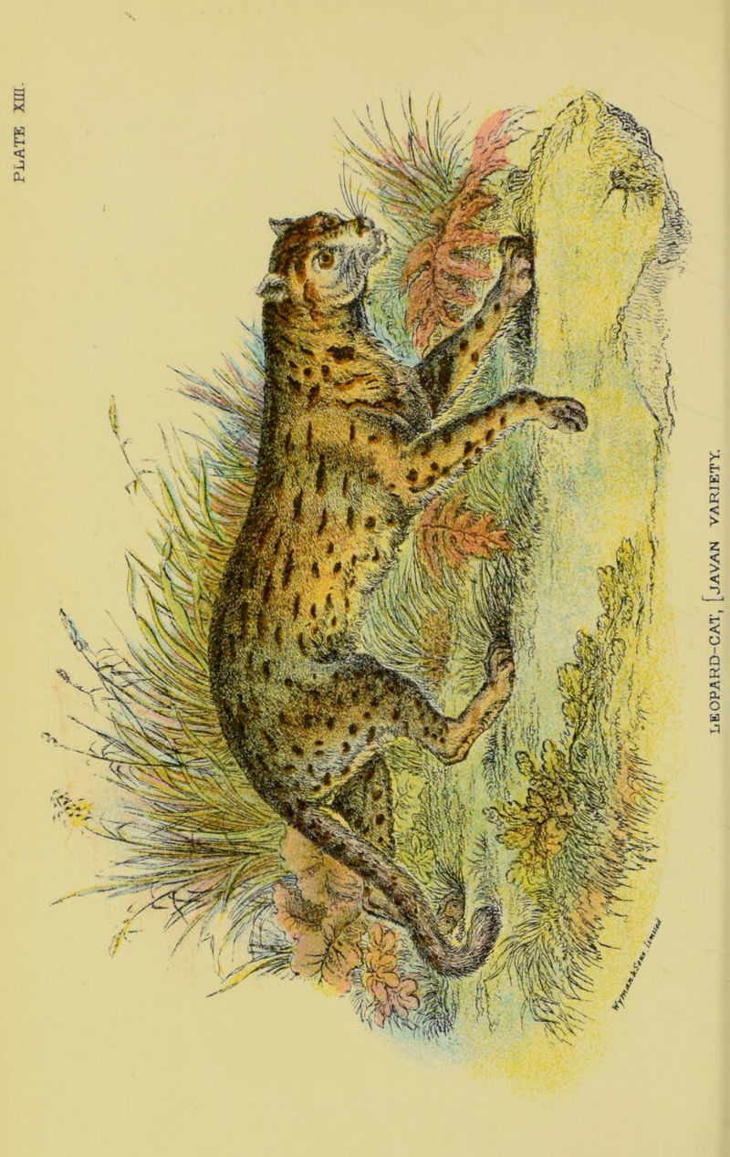 PLATE LEOPARD-CAT, [JAVAN VARIETY.