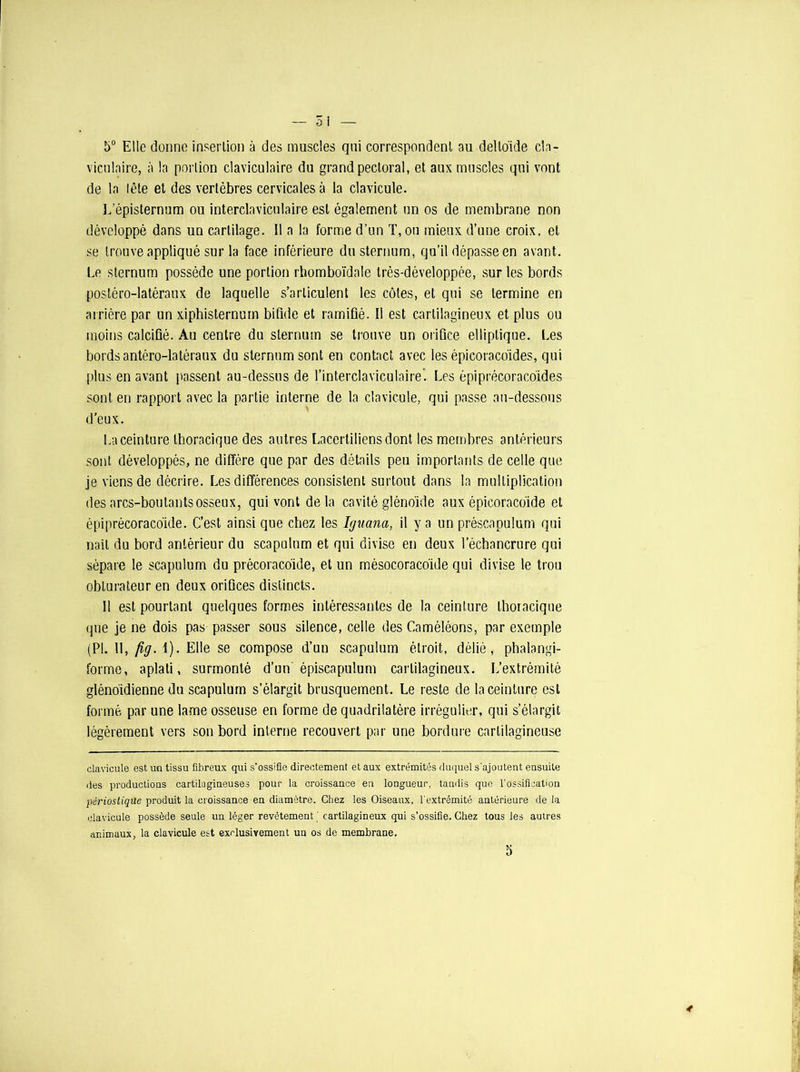 5° Elle donne insertion à des muscles qui correspondent au deltoïde cla- viculaire, à la portion claviculaire du grand pectoral, et aux muscles qui vont de la lête et des vertèbres cervicales à la clavicule. L’épisternum ou interclaviculaire est également un os de membrane non développé dans un cartilage. Il a la forme d’un T, on mieux d’une croix, et se trouve appliqué sur la face inférieure du sternum, qu’il dépasse en avant. Le sternum possède une portion rhomboïdale très-développée, sur les bords postéro-latéraux de laquelle s’articulent les côtes, et qui se termine en arrière par un xiphisternum bifide et ramifié. Il est cartilagineux et plus ou moins calcifié. Au centre du sternum se trouve un orifice elliptique. Les bords antéro-latéraux du sternum sont en contact avec les épieoracoïdes, qui plus en avant passent au-dessus de l’interclaviculaire’. Les épiprécoracoïdes sont en rapport avec la partie interne de la clavicule, qui passe au-dessous d’eux. La ceinture thoracique des autres Lacertiliens dont les membres antérieurs sont développés, ne diffère que par des détails peu importants de celle que je viens de décrire. Les différences consistent surtout dans la multiplication des arcs-boutants osseux, qui vont delà cavité glénoïde aux épicoracoïde et épiprécoracoïde. C’est ainsi que chez les Iguana, il y a un préscapulum qui naît du bord antérieur du scapulum et qui divise en deux l'échancrure qui sépare le scapulum du précoracoïde, et un mésocoracoïde qui divise le trou obturateur en deux orifices distincts. 11 est pourtant quelques formes intéressantes de la ceinture thoracique que je ne dois pas passer sous silence, celle des Caméléons, par exemple (PI. Il, fig. 1). Elle se compose d’un scapulum étroit, délié, phalangi- forme, aplati, surmonté d’un épiscapulum cartilagineux. L’extrémité glénoïdienne du scapulum s’élargit brusquement. Le reste de la ceinture est formé par une lame osseuse en forme de quadrilatère irrégulier, qui s’élargit légèrement vers son bord interne recouvert par une bordure cartilagineuse clavicule est un tissu fibreux qui s’ossifie directement et aux extrémités duquel s'ajoutent ensuite des productions cartilagineuses pour la croissance en longueur, tandis que l'ossification pèriostiqUe produit la croissance en diamètre. Chez les Oiseaux, l'extrémité antérieure de la clavicule possède seule un léger revêtement ' cartilagineux qui s’ossifie. Chez tous les autres animaux, la clavicule est exclusivement un os de membrane. 5