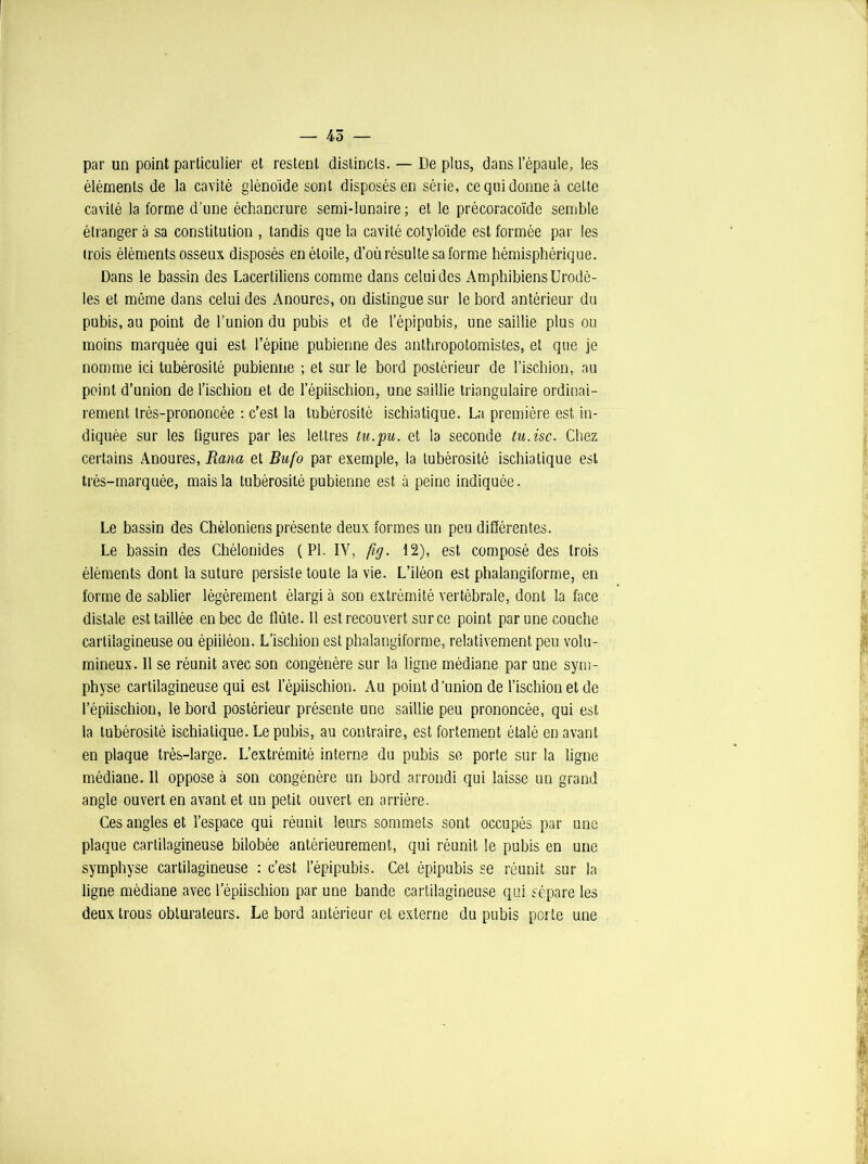 — 45 — par un point particulier et restent distincts. — De plus, dans l’épaule, les éléments de la cavité glénoide sont disposés en série, ce qui donne à cette cavité la forme d’une échancrure semi-lunaire ; et le précoracoïde semble étranger à sa constitution , tandis que la cavité colyloïde est formée par les trois éléments osseux disposés en étoile, d’où résulte sa forme hémisphérique. Dans le bassin des Lacertiliens comme dans celui des AmphibiensUrodè- les et même dans celui des Anoures, on distingue sur le bord antérieur du pubis, au point de l’union du pubis et de l’épipubis, une saillie plus ou moins marquée qui est l’épine pubienne des anthropotomisles, et que je nomme ici tubérosité pubienne ; et sur le bord postérieur de l’ischion, au point d’union de l’ischion et de lepiischion, une saillie triangulaire ordinai- rement très-prononcée : c’est la tubérosité ischiatique. La première est in- diquée sur les figures par les lettres tu.pu. et la seconde tu.isc. Chez certains Anoures, Ram et Bufo par exemple, la tubérosité ischiatique est très-marquée, mais la tubérosité pubienne est à peine indiquée. Le bassin des Chéloniens présente deux formes un peu différentes. Le bassin des Chélonides (PI. IV, fig. 12), est composé des trois éléments dont la suture persiste toute la vie. L’iléon est phalangiforme, en forme de sablier légèrement élargi à son extrémité vertébrale, dont la face distale est taillée en bec de flûte. 11 est recouvert sur ce point par une couche cartilagineuse ou épiiléon. L’ischion est phalangiforme, relativement peu volu- mineux. 11 se réunit avec son congénère sur la ligne médiane par une sym- physe cartilagineuse qui est l’épiischion. Au point d’union de l’ischion et de l’épiischion, le bord postérieur présente une saillie peu prononcée, qui est la tubérosité ischiatique. Le pubis, au contraire, est fortement étalé en avant en plaque très-large. L’extrémité interne du pubis se porte sur la ligne médiane. 11 oppose à son congénère un bord arrondi qui laisse un grand angle ouvert en avant et un petit ouvert en arrière. Ces angles et l’espace qui réunit leurs sommets sont occupés par une plaque cartilagineuse bilobée antérieurement, qui réunit le pubis en une symphyse cartilagineuse : c’est l’épipubis. Cet épipubis se réunit sur la ligne médiane avec lepiischion par une bande cartilagineuse qui sépare les deux trous obturateurs. Le bord antérieur et externe du pubis porte une