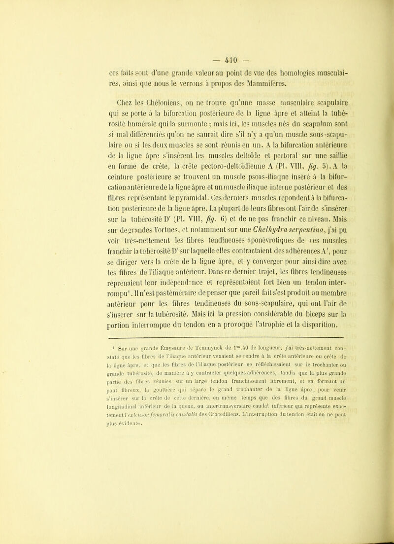 ces faits sont d’une grande valeur au point de vue des homologies musculai- res, ainsi que nous le verrons à propos des Mammifères. Chez les Chèloniens, on ne trouve qu’une masse musculaire scapulaire qui se porte à la bifurcation postérieure de la ligne âpre et atteint la tubé- rosité humérale qui la surmonte ; mais ici, les muscles nés du scapulum sont si mal différenciés qu’on ne saurait dire s’il n’y a qu’un muscle sous-scapu- laire ou si les deux muscles se sont réunis en un. A la bifurcation antérieure de la ligne âpre s’insèrent les muscles deltoïde et pectoral sur une saillie en forme de crête, la crête pectoro-deltoïdienne A (PI. VIII, fig. 5). A la ceinture postérieure se trouvent un muscle psoas-iliaque inséré à la bifur- cation antérieure de la ligne âpre et un muscle iliaque interne postérieur et des fibres représentant le pyramidal. Ces derniers muscles répondent à la bifurca- tion postérieure de la ligne âpre. La plu part de leurs fibres ont l’air de s’insérer sur la tubérosité D' (PI. Vllî, fuj. 6) et de ne pas franchir ce niveau. Mais sur degrandesTortues, et nolammentsur une Chelhydraserpenlina, j’ai pu voir très-nettement les fibres tendineuses aponévrotiques de ces muscles franclûr la tubérosité Dr sur laquelle elles contractaient des adhérences A', pour se diriger vers la crête de la ligne âpre, et y converger pour ainsi dire avec les fibres de l’iliaque antérieur. Dans ce dernier trajet, les fibres tendineuses reprenaient leur indépendance et représentaient fort bien un tendon inter- rompu* . Il n’est pas téméraire de penser que pareil faits’est produit au membre antérieur pour les fibres tendineuses du sous-scapulaire, qui ont l’air de s’insérer sur la tubérosité. Mais ici la pression considérable du biceps sur la portion interrompue du tendon en a provoqué l’atrophie et la disparition. 1 Sur uue grande Émysaure de Temmynck de lm,40 de longueur, j’ai très-nettement con- staté que les fibres de l’iliaque antérieur venaient se rendre à la crête antérieure ou crête de la ligne âpre, et que les fibres de l’iliaque postérieur se réfléchissaient sur le trochanter ou grande tubérosité, de manière à y contracter quelques adhérences, tandis que la plus grande partie des fibres réunies sur un large tendon franchissaient librement, et en formant un pont fibreux, la gouttière qui sépare le grand trochanter de la ligne âpre, pour venir s’insérer sur la crête de cette dernière, eu même temps que des fibres du grand muscle longitudinal inférieur de la queue, ou intertransversaire caudal inférieur qui représente exac- lemeutïextcmor femoralis caudalis des Crocodiliens. L’interruption du tendon était on ne peut plus évidente.
