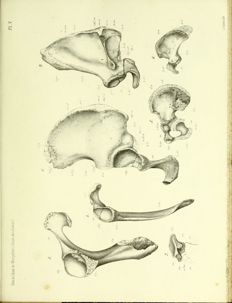 Mém.del'Acad. de Montpellier (Section. desSciences) O-, i! \ ■i