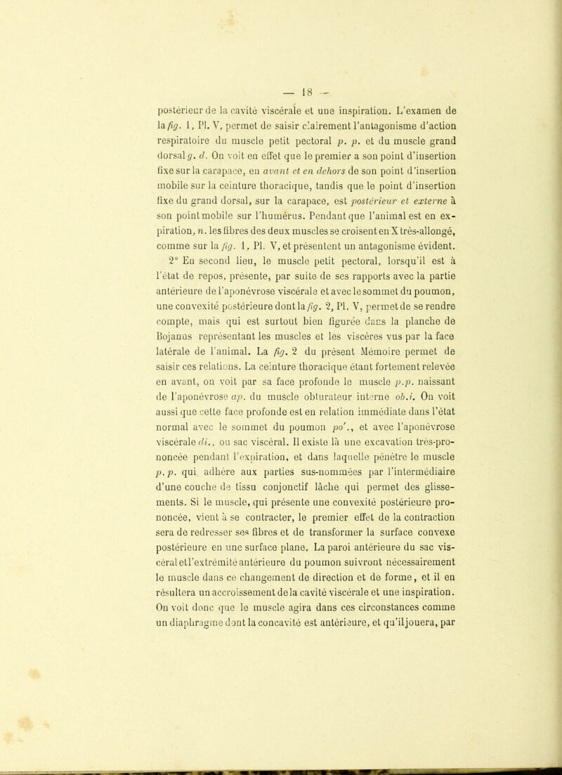 postérieur de la cavité viscérale et une inspiration. L’examen de la fig. 1, PI. Y, permet de saisir clairement l’antagonisme d’action respiratoire du muscle petit pectoral p. p. et du muscle grand dorsal g. d. On voit en effet que le premier a son point d’insertion fixe sur la carapace, en avant et en dehors de son point d’insertion mobile sur la ceinture thoracique, tandis que le point d’insertion fixe du grand dorsal, sur la carapace, est postérieur et externe à son point mobile sur l’humérus. Pendant que l’animal est en ex- piration, n. les fibres des deux muscles se croisent en X très-allongé, comme sur la fig. 1, PL V, et présentent un antagonisme évident. 2° En second lieu, le muscle petit pectoral, lorsqu’il est à l’état de repos, présente, par suite de ses rapports avec la partie antérieure de l’aponévrose viscérale et avec le sommet du poumon, une convexité postérieure dont la ftg. 2, PL V, permet de se rendre compte, mais qui est surtout bien figurée dans la planche de Bojanus représentant les muscles et les viscères vus par la face latérale de l’animal. La fig. 2 du présent Mémoire permet de saisir ces relations. La ceinture thoracique étant fortement relevée en avant, on voit par sa face profonde le muscle p.p. naissant de l’aponévrose ap. du muscle obturateur interne ob.i. On voit aussi que cette face profonde est en relation immédiate dans l’état normal avec le sommet du poumon po ., et avec l’aponévrose viscérale di., ou sac viscéral. Il existe là une excavation très-pro- noncée pendant l’expiration, et dans laquelle pénètre le muscle p.p. qui adhère aux parties sus-nommées par l’intermédiaire d’une couche de tissu conjonctif lâche qui permet des glisse- ments. Si le muscle, qui présente une convexité postérieure pro- noncée, vient à se contracter, le premier effet de la contraction sera de redresser ses fibres et de transformer la surface convexe postérieure en une surface plane. La paroi antérieure du sac vis- céral etl’extrémité antérieure du poumon suivront nécessairement le muscle dans ce changement de direction et de forme, et il en résultera un accroissement delà cavité viscérale et une inspiration. On voit donc que le muscle agira dans ces circonstances comme un diaphragme dont la concavité est antérieure, et qu’iljouera, par