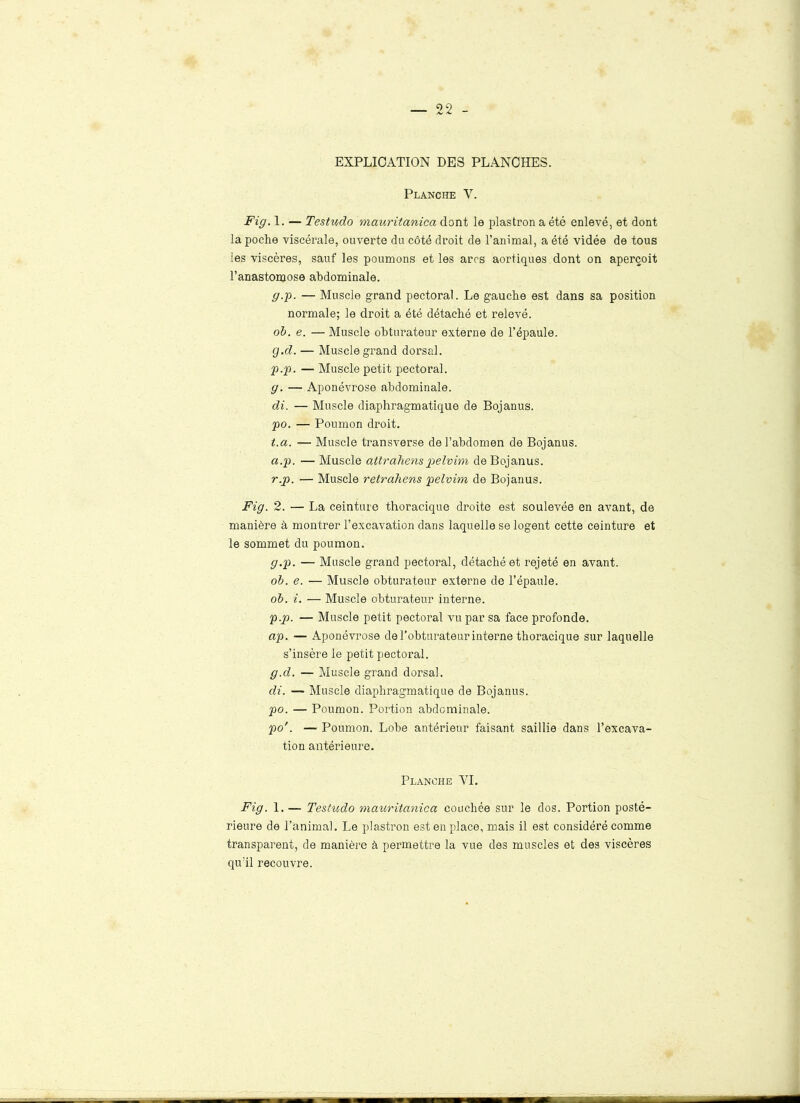 EXPLICATION DES PLANCHES. Planche Y. Fig. 1. — Testudo mauritanica dont le plastron a été enlevé, et dont la poche viscérale, ouverte du côté droit de l’animal, a été vidée de tous les viscères, sauf les poumons et les arcs aortiques dont on aperçoit l’anastomose abdominale. g.p. — Muscle grand pectoral. Le gauche est dans sa position normale; le droit a été détaché et relevé. ob. e. — Muscle obturateur externe de l’épaule. g.d. — Muscle grand dorsal. p.p. — Muscle petit pectoral. g. — Aponévrose abdominale. di. — Muscle diaphragmatique de Bojanus. po. — Poumon droit. t.a. — Muscle transverse de l’abdomen de Bojanus. a.p. — Muscle attrahenspelvim de Bojanus. r.p. — Muscle retrahens pelvim de Bojanus. Fig. 2. — La ceinture thoracique droite est soulevée en avant, de manière à montrer l’excavation dans laquelle se logent cette ceinture et le sommet du poumon. g.p. — Muscle grand pectoral, détaché et rejeté en avant. ob. e. — Muscle obturateur externe de l’épaule. ob. i. — Muscle obturateur interne. p.p. — Muscle petit pectoral vu par sa face profonde. ap. — Aponévrose de l’obturateur interne thoracique sur laquelle s’insère le petit pectoral. g.d. — Muscle grand dorsal. di. — Muscle diaphragmatique de Bojanus. po. — Poumon. Portion abdominale. p>o'. — Poumon. Lobe antérieur faisant saillie dans l’excava- tion antérieure. Planche VI. Fig. 1. — Testudo mauritanica couchée sur le dos. Portion posté- rieure de l’animal. Le plastron est en place, mais il est considéré comme transparent, de manière à permettre la vue des muscles et des viscères qu’il recouvre.