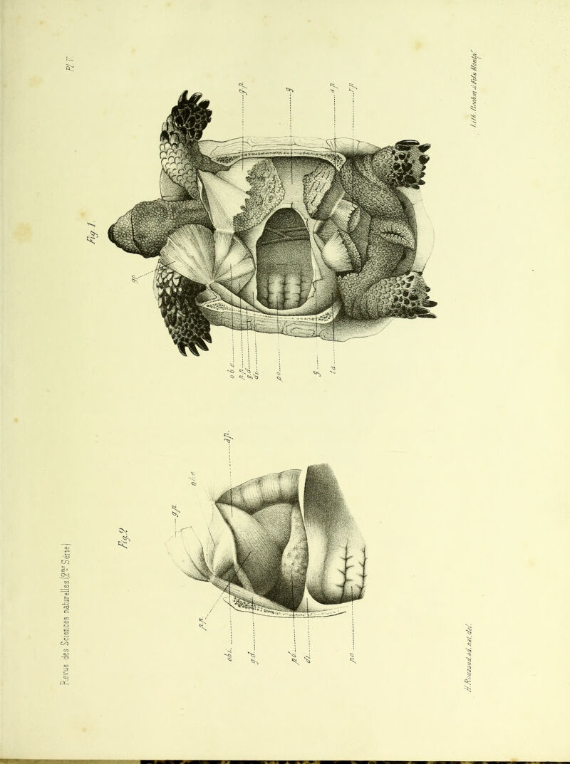 Revue des Sciences naturelles.(2-eSéne) //.Rouzjud, ad. nd(, de/.