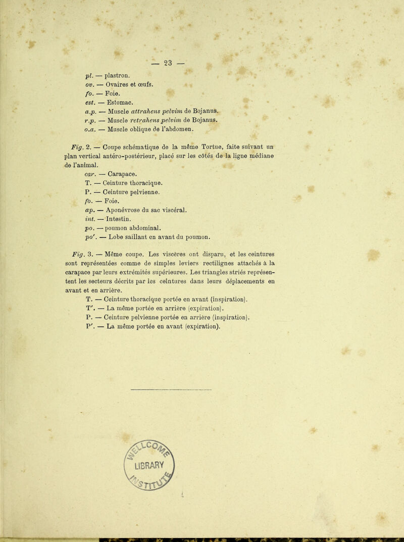 — 23 — ;pl. — plastron. ov. — Ovaires et œufs. fo. — Foie. est. — Estomac. a.p. — Muscle attrahens pelvim de Bojanus. r.p. — Muscle retrahenspelvim de Bojanus. o.a. — Muscle oblique de l’abdomen. Fig. 2. — Coupe schématique de la même Tortue, faite suivant un plan vertical antéro-postérieur, placé sur les côtés de la ligne médiane de l’animal. car. —■ Carapace. T. — Ceinture thoracique. P. — Ceinture pelvienne. fo. — Foie. ap. — Aponévrose du sac viscéral. int. — Intestin. po. —poumon abdominal. po'. — Lobe saillant en avant du poumon. Fig. 3. — Même coupe. Les viscères ont disparu, et les ceintures sont représentées comme de simples leviers rectilignes attachés à la carapace par leurs extrémités supérieures. Les triangles striés représen- tent les secteurs décrits par les ceintures dans leurs déplacements en avant et en arrière. T. — Ceinture thoracique portée en avant (inspiration). T'. — La même portée en arrière (expiration). P. — Ceinture pelvienne portée en arrière (inspiration). P'. — La même portée en avant (expiration).