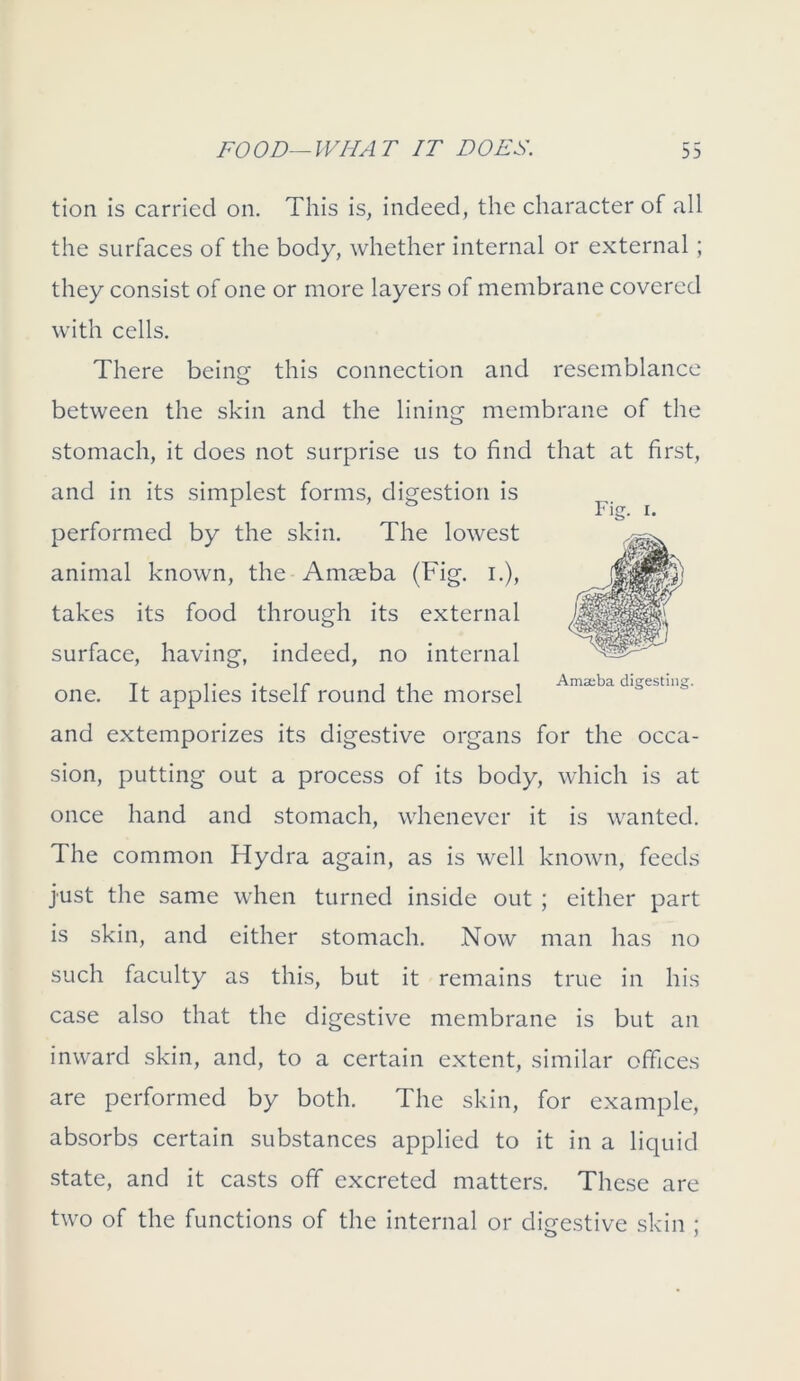 tion is carried on. This is, indeed, the character of all the surfaces of the body, whether internal or external; they consist of one or more layers of membrane covered with cells. There being this connection and resemblance between the skin and the lining membrane of the Fie. i. Amseba digesting. stomach, it does not surprise us to find that at first, and in its simplest forms, digestion is performed by the skin. The lowest animal known, the Ammba (Fig. i.), takes its food through its external surface, having, indeed, no internal one. It applies itself round the morsel and extemporizes its digestive organs for the occa- sion, putting out a process of its body, which is at once hand and stomach, whenever it is wanted. The common Hydra again, as is well known, feeds just the same when turned inside out ; either part is skin, and either stomach. Now man has no such faculty as this, but it remains true in his case also that the digestive membrane is but an inward skin, and, to a certain extent, similar offices are performed by both. The skin, for example, absorbs certain substances applied to it in a liquid state, and it casts off excreted matters. These are two of the functions of the internal or digestive skin ;