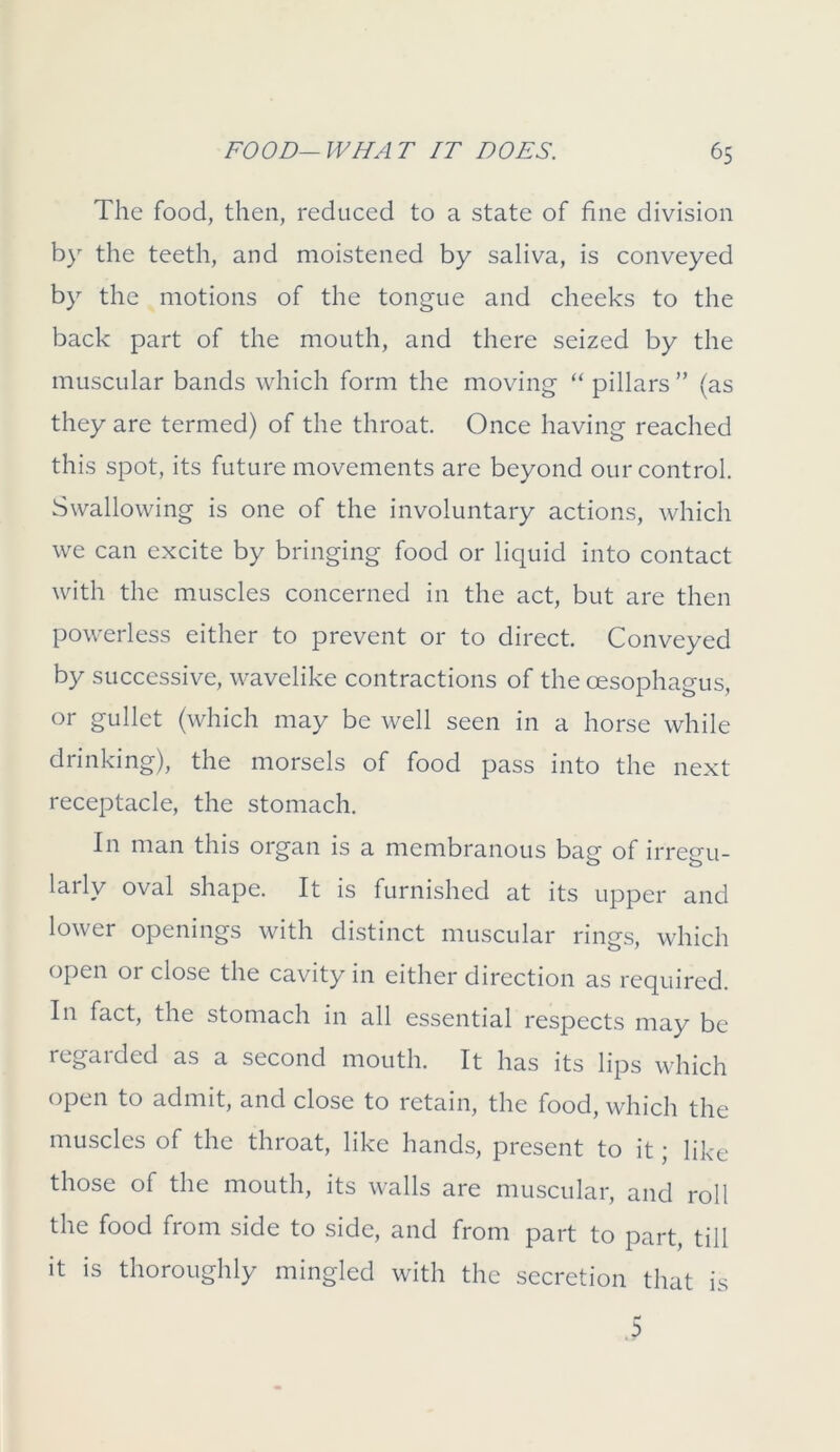 The food, then, reduced to a state of fine division by the teeth, and moistened by saliva, is conveyed by the motions of the tongue and cheeks to the back part of the mouth, and there seized by the muscular bands which form the moving “ pillars ” (as they are termed) of the throat. Once having reached this spot, its future movements are beyond our control. Swallowing is one of the involuntary actions, which we can excite by bringing food or liquid into contact with the muscles concerned in the act, but are then powerless either to prevent or to direct. Conveyed by successive, wavelike contractions of the oesophagus, or gullet (which may be well seen in a horse while drinking), the morsels of food pass into the next receptacle, the stomach. In man this organ is a membranous bag of irregu- larly oval shape. It is furnished at its upper and lower openings with distinct muscular rings, which open or close the cavity in either direction as required. In fact, the stomach in all essential respects may be regaided as a second mouth. It has its lips which open to admit, and close to retain, the food, which the muscles of the throat, like hands, present to it; like those of the mouth, its walls are muscular, and roll the food from side to side, and from part to part, till it is thoroughly mingled with the secretion that is