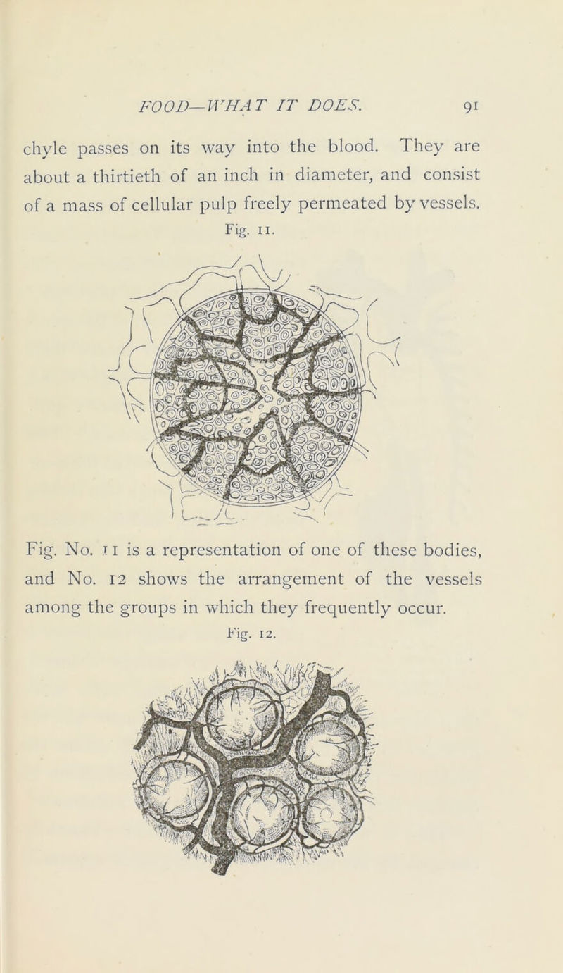 chyle passes on its way into the blood. They are about a thirtieth of an inch in diameter, and consist of a mass of cellular pulp freely permeated by vessels. Fig. 11. Fig. No. u is a representation of one of these bodies, and No. 12 shows the arrangement of the vessels among the groups in which they frequently occur. Fig. 12.