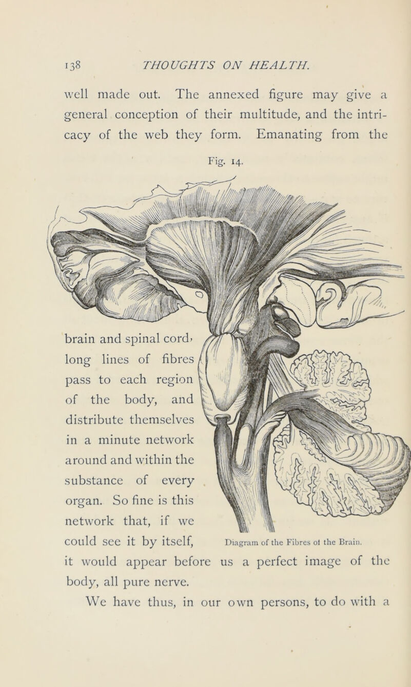 \ well made out. The annexed figure may give a general conception of their multitude, and the intri- cacy of the web they form. Emanating from the Fig. 14. brain and spinal cord> long lines of fibres pass to each region of the body, and distribute themselves in a minute network around and within the substance of every organ. So fine is this network that, if we could see it by itself, Diagram of the Fibres ol the Brain. it would appear before us a perfect image of th body, all pure nerve. We have thus, in our own persons, to do with