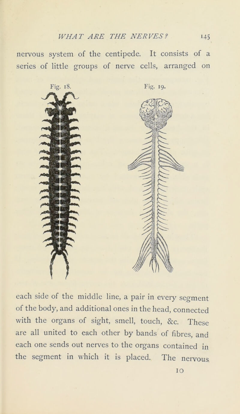 nervous system of the centipede. It consists of a series of little groups of nerve cells, arranged on Fig. 18. Fig. 19. each side of the middle line, a pair in every segment of the body, and additional ones in the head, connected with the organs of sight, smell, touch, &c. These are all united to each other by bands of fibres, and each one sends out nerves to the organs contained in the segment in which it is placed. The nervous