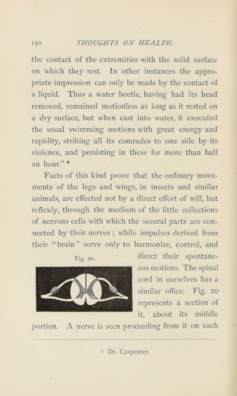 the contact of the extremities with the solid surface on which they rest. In other instances the appro- priate impression can only be made by the contact of a liquid. Thus a water beetle, having had its head removed, remained motionless as long as it rested on a dry surface, but when cast into water, it executed the usual swimming motions with great energy and rapidity, striking all its comrades to one side by its violence, and persisting in these for more than half an hour.” * Facts of this kind prove that the ordinary move- ments of the legs and wings, in insects and similar animals, are effected not by a direct effort of will, but reflexly, through the medium of the little collections of nervous cells with which the several parts are con- nected by their nerves ; while impulses derived from their “brain” serve only to harmonize, control, and direct their spontane- ous motions. The spinal cord in ourselves has a similar office. Fig. 20 represents a section of it, about its middle portion. A nerve is seen proceeding from it on each * Dr. Carpenter. Fig. 20.