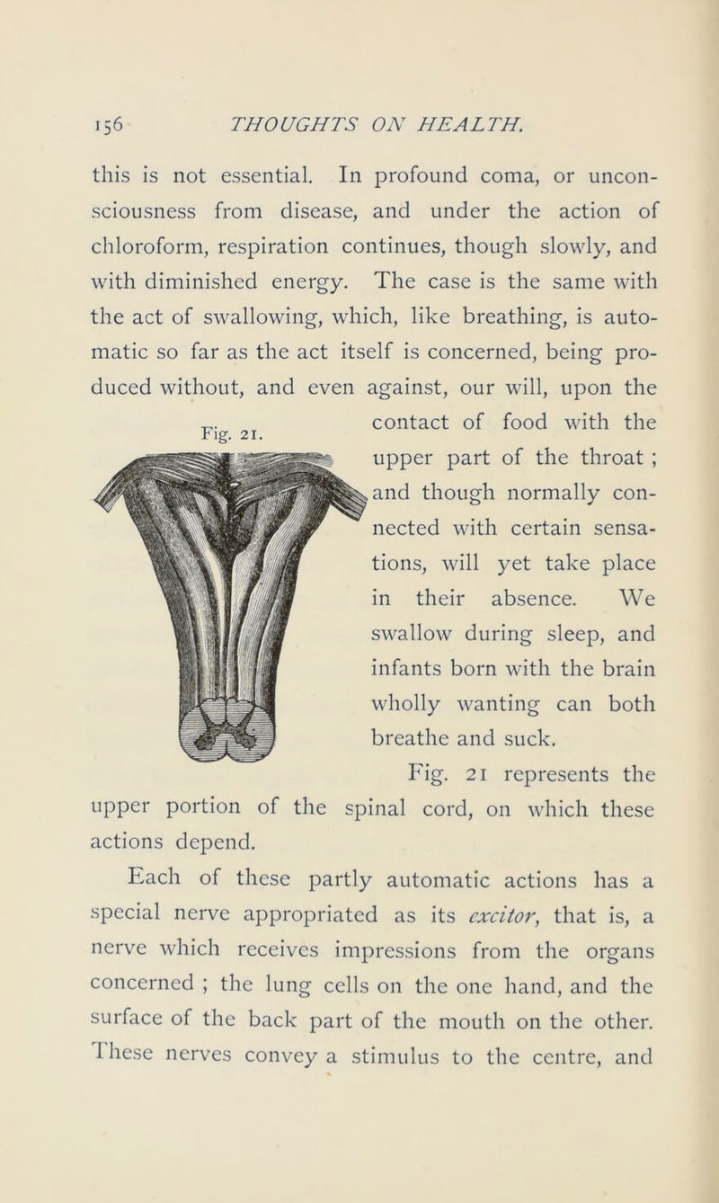 this is not essential. In profound coma, or uncon- sciousness from disease, and under the action of chloroform, respiration continues, though slowly, and with diminished energy. The case is the same with the act of swallowing, which, like breathing, is auto- matic so far as the act itself is concerned, being pro- duced without, and even against, our will, upon the T7. contact of food with the upper part of the throat ; and though normally con- nected with certain sensa- tions, will yet take place in their absence. We swallow during sleep, and infants born with the brain wholly wanting can both breathe and suck. Fig. 21 represents the upper portion of the spinal cord, on which these actions depend. Each of these partly automatic actions has a special nerve appropriated as its cxcitor, that is, a nerve which receives impressions from the organs concerned ; the lung cells on the one hand, and the surface of the back part of the mouth on the other. 1 hese nerves convey a stimulus to the centre, and