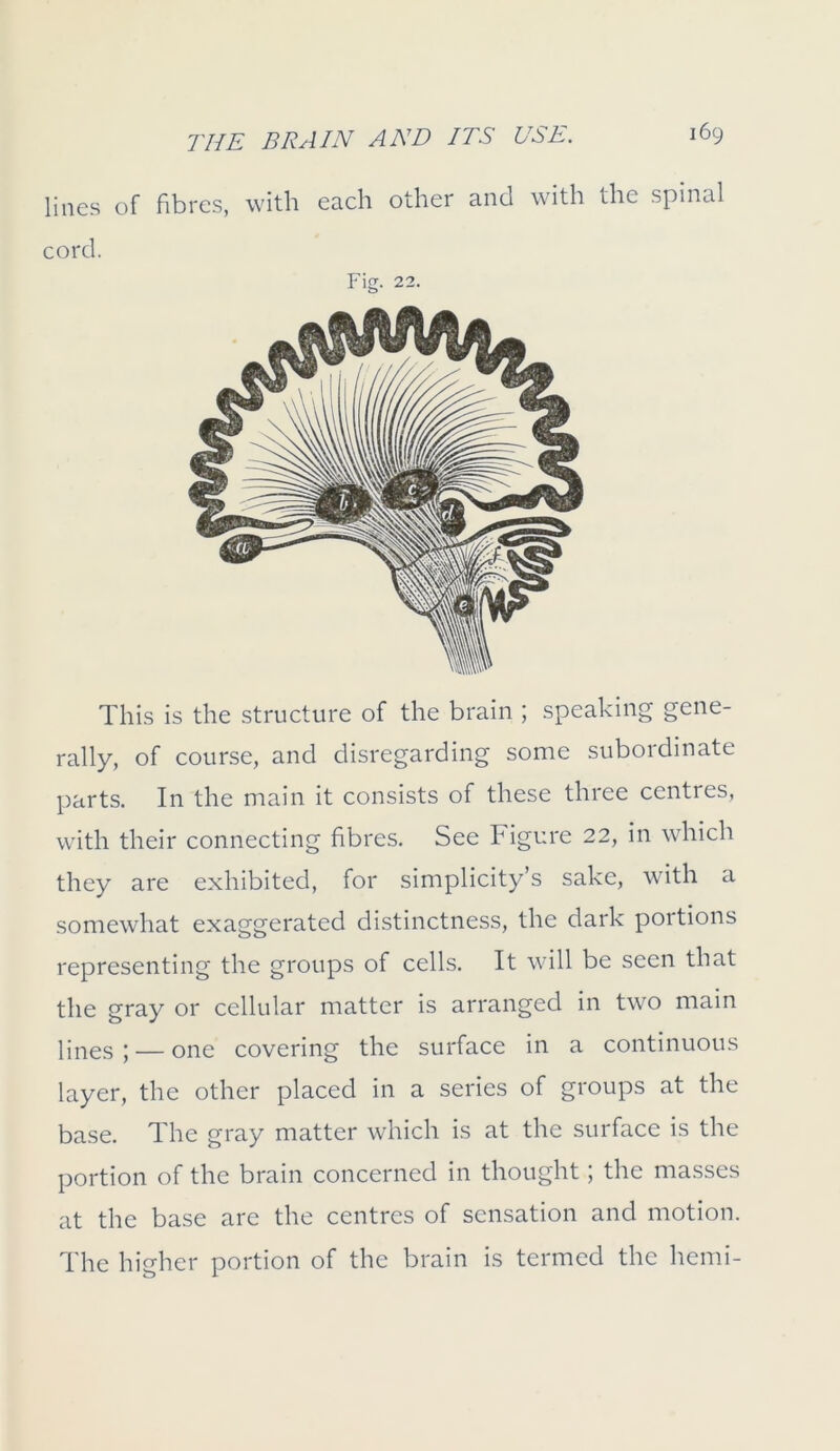 lines of fibres, with each other and with the spinal cord. Fig. 22. This is the structure of the brain ; speaking gene- rally, of course, and disregarding some subordinate parts. In the main it consists of these three centres, with their connecting fibres. See Figure 22, in which they are exhibited, for simplicity’s sake, with a somewhat exaggerated distinctness, the dark portions representing the groups of cells. It will be seen that the gray or cellular matter is arranged in two main ]ines ; — one covering the surface in a continuous layer, the other placed in a series of groups at the base. The gray matter which is at the surface is the portion of the brain concerned in thought; the masses at the base are the centres of sensation and motion. The higher portion of the brain is termed the hemi-