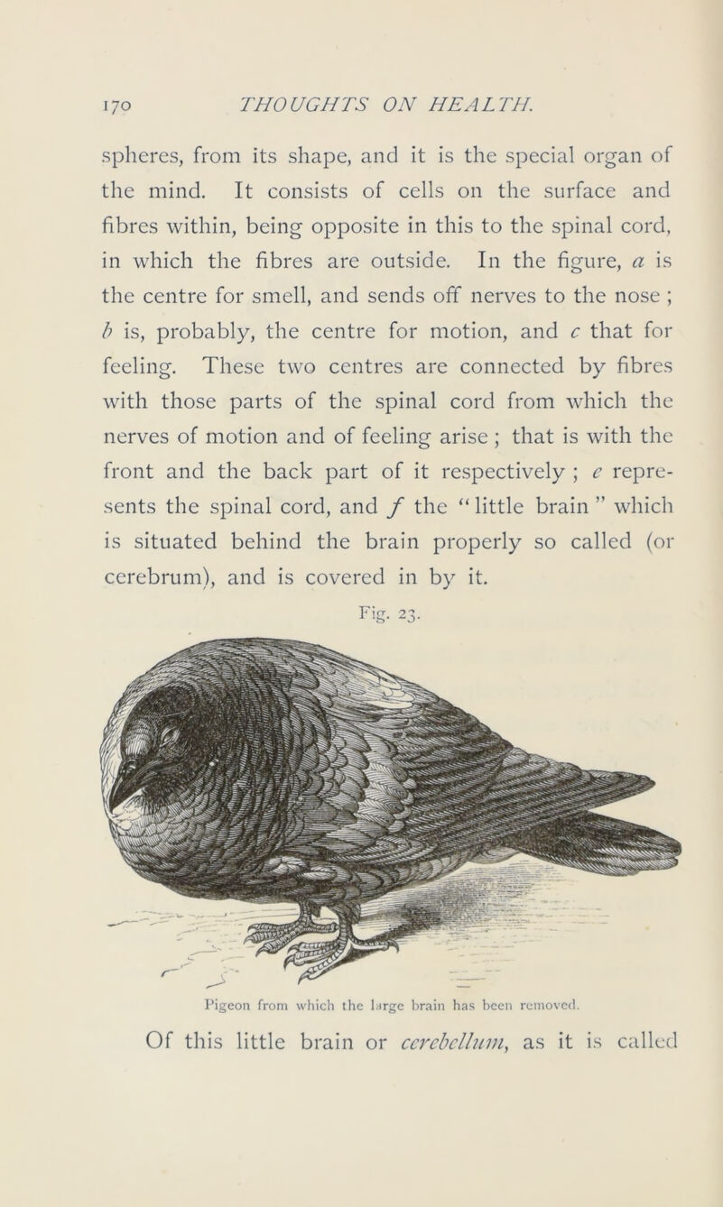spheres, from its shape, and it is the special organ of the mind. It consists of cells on the surface and fibres within, being opposite in this to the spinal cord, in which the fibres are outside. In the figure, a is the centre for smell, and sends off nerves to the nose ; b is, probably, the centre for motion, and c that for feeling. These two centres are connected by fibres with those parts of the spinal cord from which the nerves of motion and of feeling arise ; that is with the front and the back part of it respectively ; e repre- sents the spinal cord, and f the “ little brain ’’ which is situated behind the brain properly so called (or cerebrum), and is covered in by it. Fig. 23. Pigeon from which the large brain has been removed. Of this little brain or cerebellum, as it is called