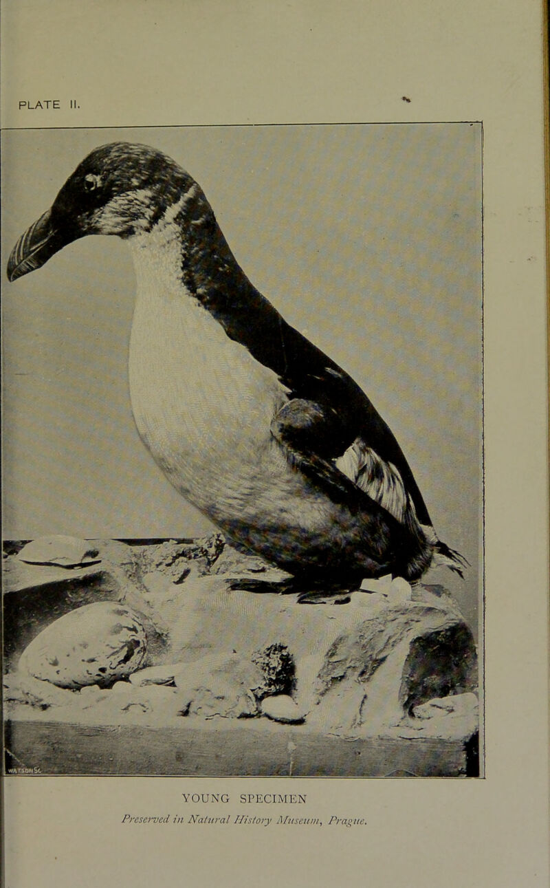 PLATE YOUNG SPECIMEN Preserved in Natural History Museum, Prague.