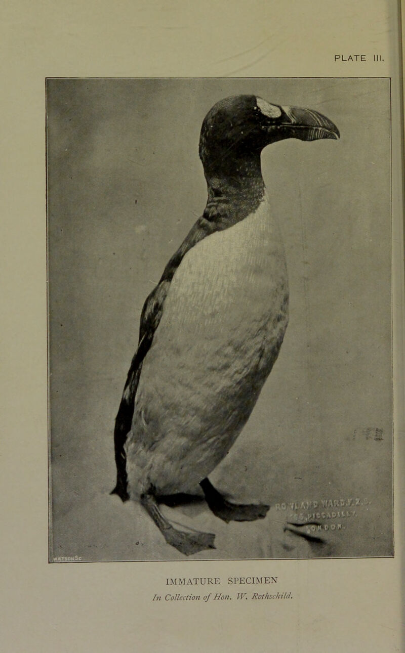 IMMATURE SPECIMEN Iti Collection of Hon. IV. Rothschild.