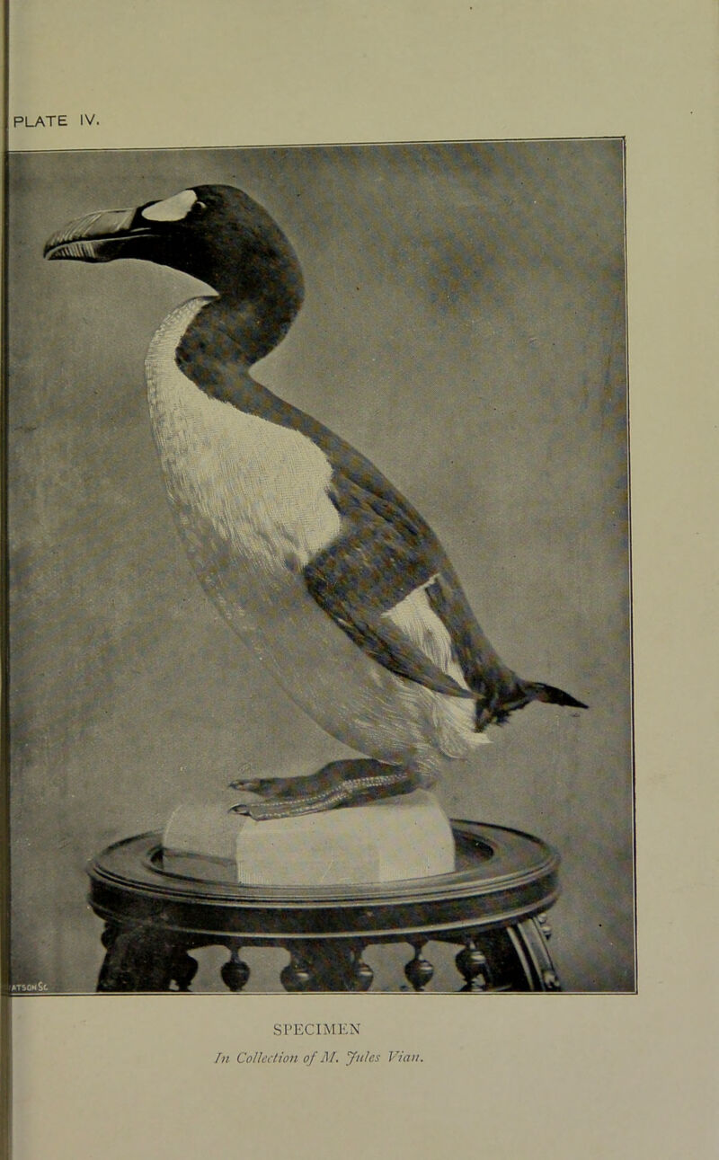 PLATE IV. SPECIMEN