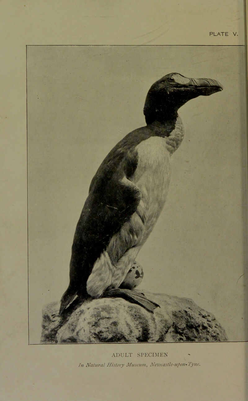 ADULT SPECIMEN In Natural History Museum, Newcastle-upon-Tyne.