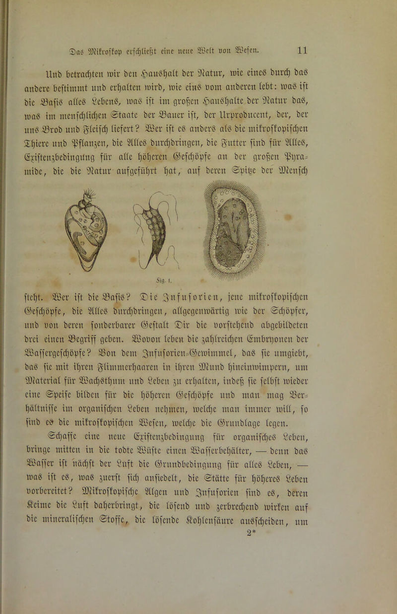 Unb betvadjten mir beit ftaudßalt ber Statur, wie eine« bureß bad anbeve bcftiimnt unb erhalten mirb, mte ein« ooirc anberen lebt: mad ift bic iöafiö alled ßebend, mad ift tut großen £audßalte ber 91atur bad, mad im meitfcßlidjen ©taute ber ißaiter ift, ber Urfmobitceitt, ber, ber und S3rob unb glcifcß liefert? Ser ift cd anberd ald bic mifrpffopifeßen Siliere unb *$5flauten, bic 2(lled burcßbrittgcti, bie gutter fiub für 3Wed, (5j.-iftenjbcbingi(ng für alle ßößeren ©efdjöpfe au ber großen $ßra* mibe, bic bie 3iatttr aufgefüßrt ßat, auf bereu ©fiitjc ber iDtcufd) fteßt. Ser ift bieöafid? ®ic Sufuforicn, jene ntifroff'opifdjcn ©efdjöpfe, bie SUlcd burd)bringcu, allgegeumärtig mie ber ©cßöpfer, unb uon bereu fouberbarer ©cftalt £)ir bic üorfteßenb abgebübctcu brei einen begriff geben. Soboit leben bic jaßlreid)en (Smbrßonen ber Saffergefcßöipfe? 33ou bem 3ttfuforieu*®emitnntel, bad fie umgiebt, bad fie mit ißren glimmerßaaren in ißren 3)1 unb ßincinmimpcrn, um 3)iatcrial für Sacßdtßunt unb ßebeit 511 erhalten, inbeß fie felbft micbcr eine ©peifc bitbeit für bic ßößeren ©efdjöipfe unb man mag SSeiv ßättiüffe im organifeßen ßebeu neßmeit, welche man immer mit!, fo fiub cd bie mifroffo^ifdjeu Sefctt, melcße bic ©ritublage (egen. ©d)affe eine neue @j:iftenjbebingung für organifeßed ßebeu, bringe mitten in bie tobte Siiftc einen Safferbcßältcr, — benn bad Saffcr ift nädfft ber ßuft bie ©ritnbbebinguug für allcd ßebeit, — mad ift cd, mad juerft fid) anfiebelt, bie ©tättc für ßößered ßebeit öorbereitet? SOUlroffofnfcßc tilgen unb Snfuforien fiub cd, bereit Seime bie Suft baßerbringt, bic löfetib unb jerbreeßenb mirfen auf bic mineraüfeßen ©toffc, bic löfenbe foßlcufäurc audfeßeiben, um 2*